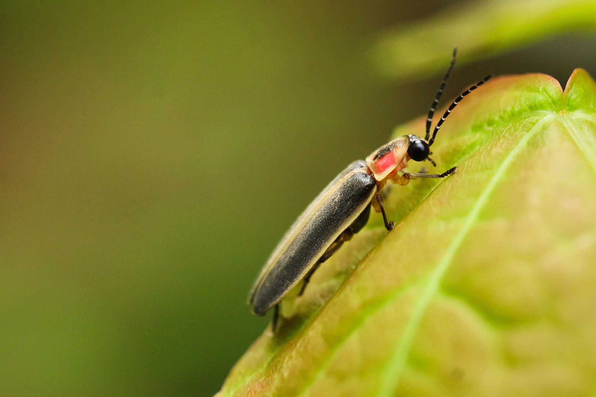 A common eastern firefly with black wing covers and a pink and black shield behind its head, perched on the edge of a green leaf