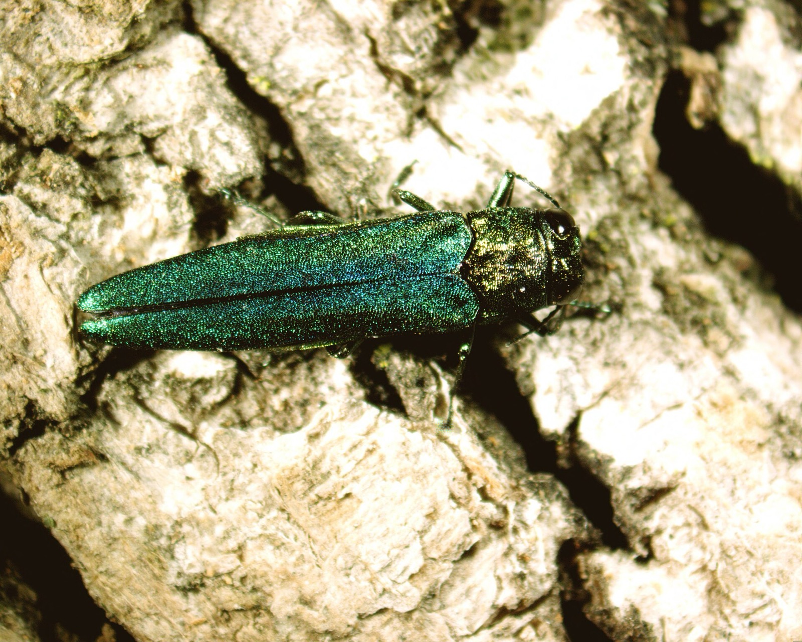 A slender metallic green beetle about half an inch long resting on pale cracked tree bark