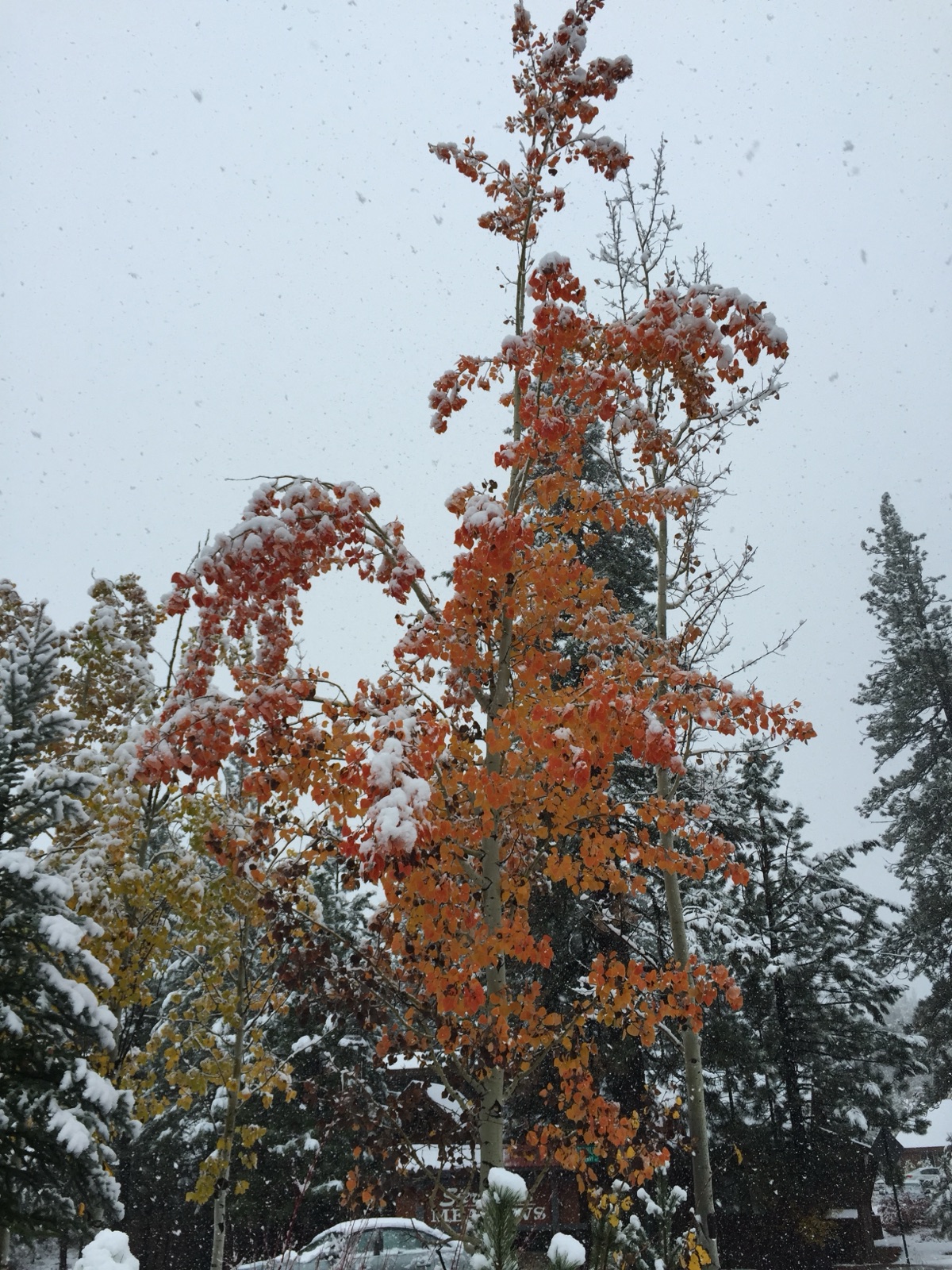 Early November snow clinging to orange aspen leaves in Truckee, California