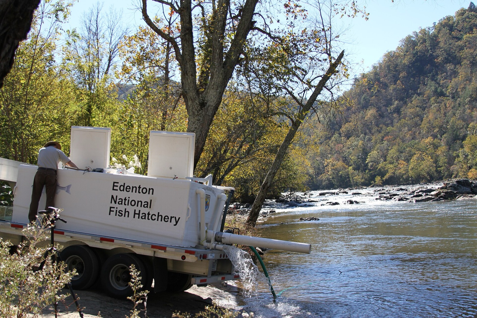 A white hatchery tank truck backed down to a wide autumn river, a discharge pipe and hose running water from the tank into the shallows, a worker in a wide brimmed hat standing on the running board with their back to the camera, wooded hills rising on the far bank
