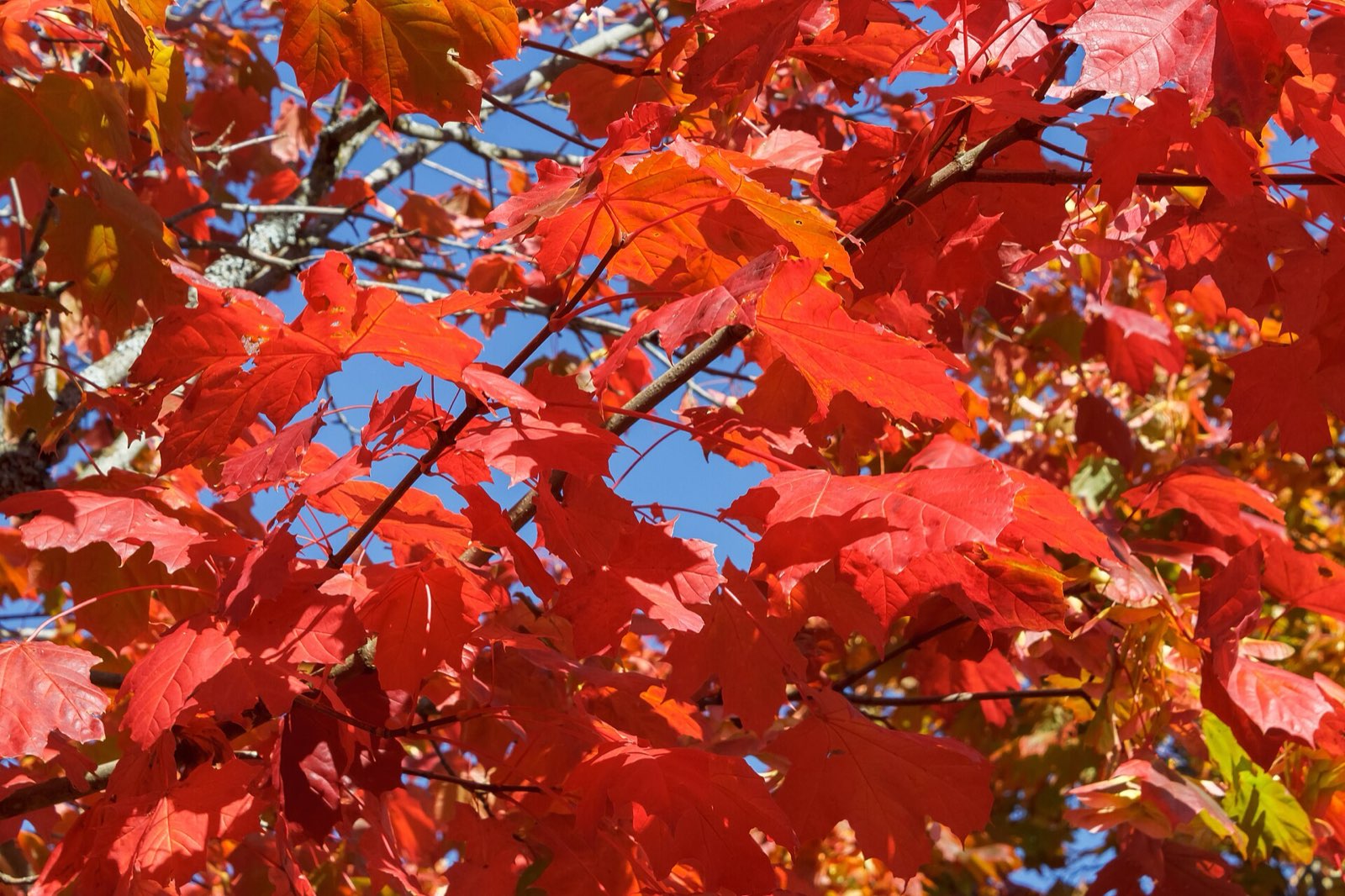 Red maple leaves at peak color against a blue sky