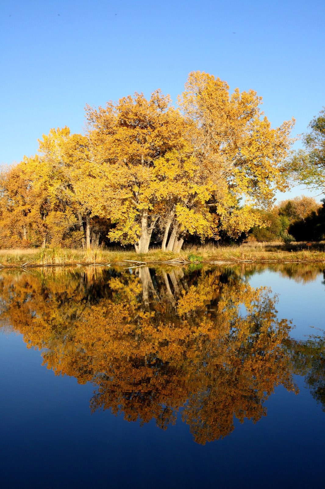 Golden trees mirrored in a still lake