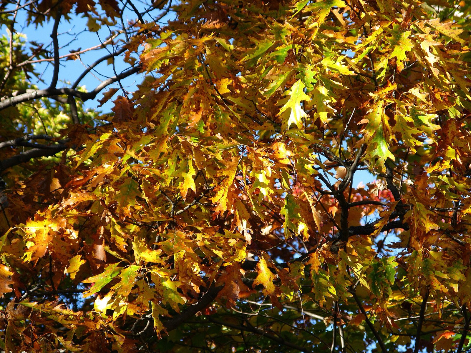 Golden oak leaves backlit in late autumn