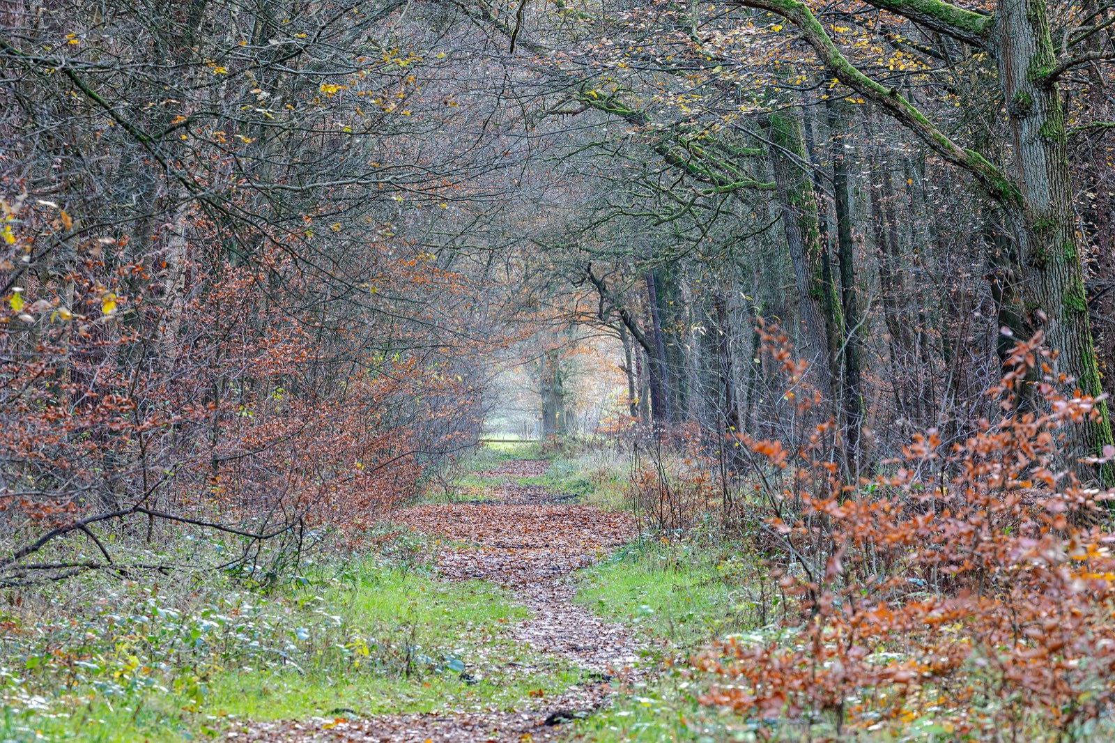 Quiet woodland path carpeted with late-autumn leaves
