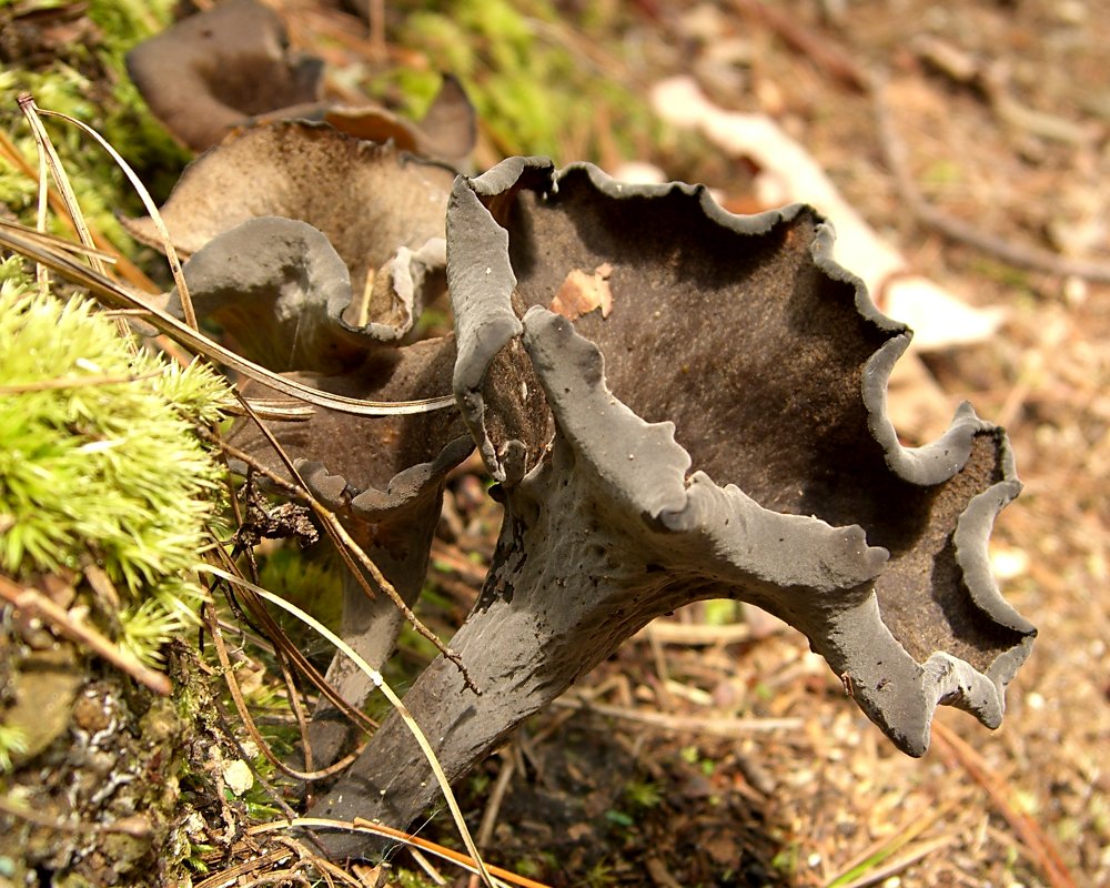 Dark grey funnel-shaped black trumpet mushrooms among fallen leaves
