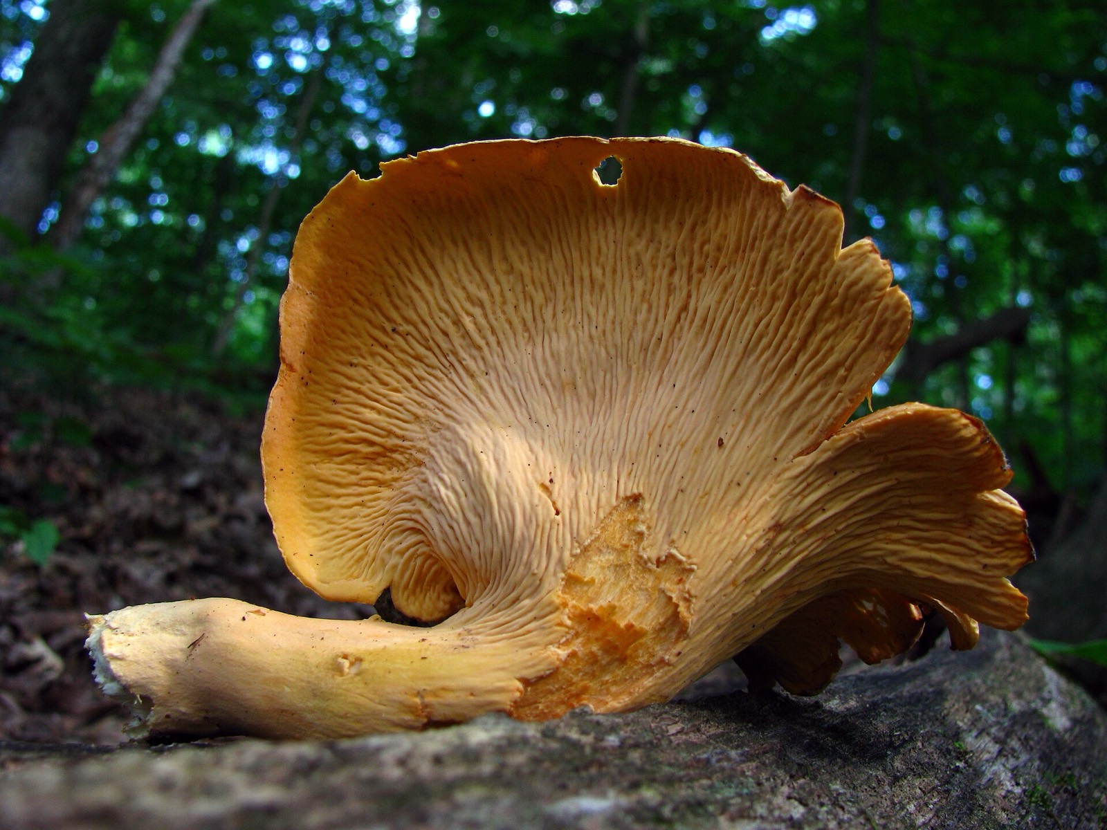 A cluster of smooth orange chanterelle mushrooms growing from mossy ground
