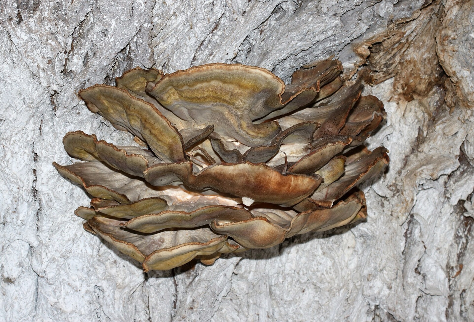 Bright orange and yellow shelf fungus growing in overlapping tiers from a tree trunk