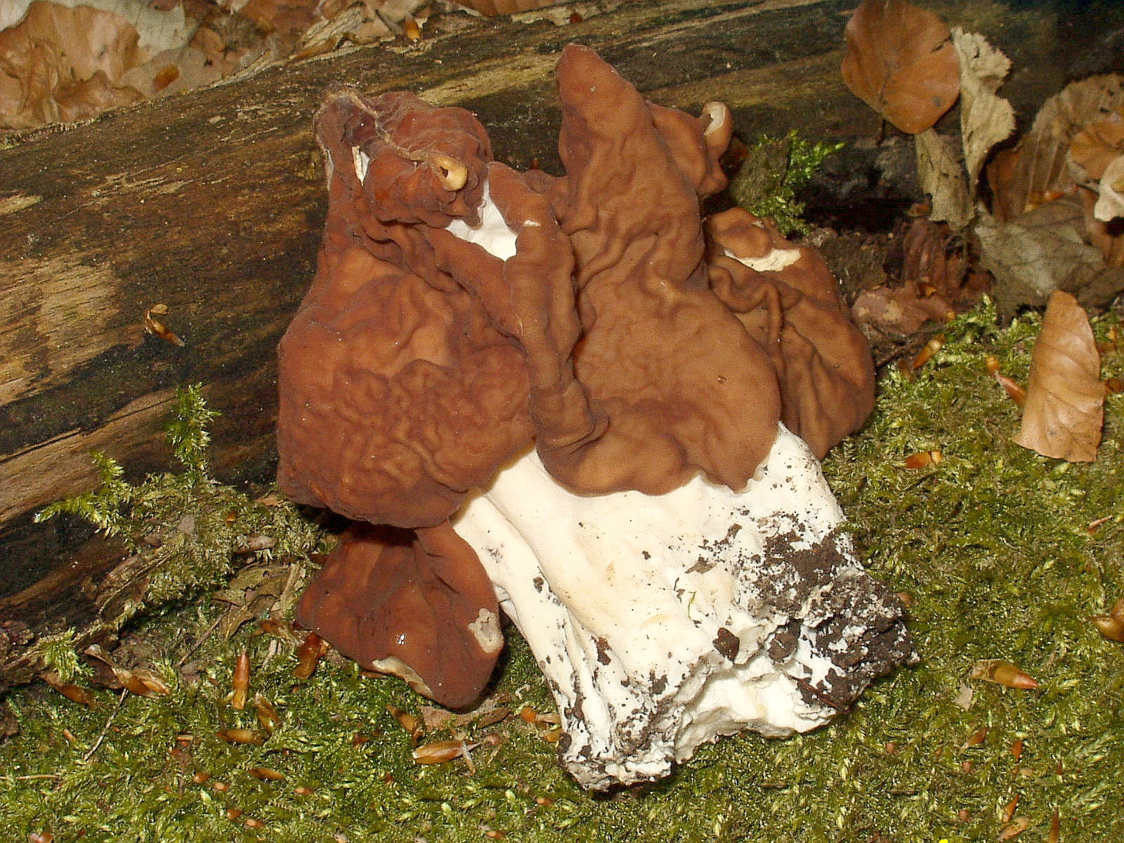 A brown, deeply folded and brain-like fungus growing on the ground among conifer needles