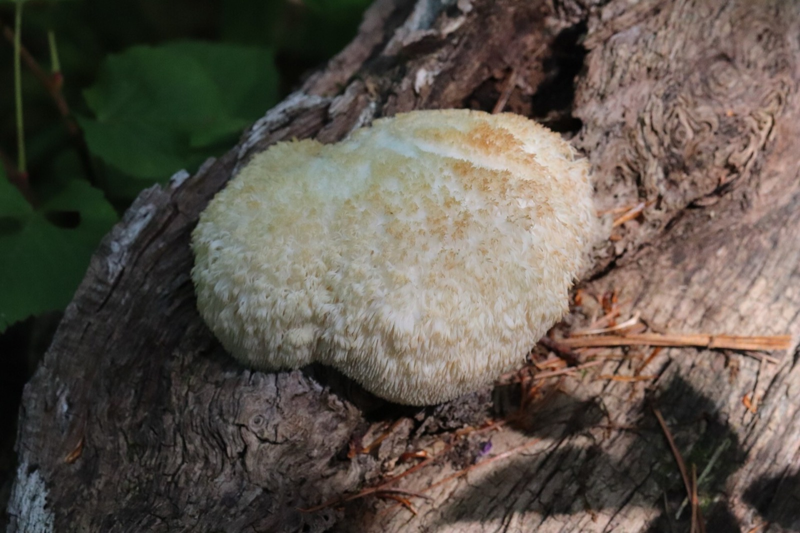 A white mushroom made of long hanging spines growing from the side of a tree trunk