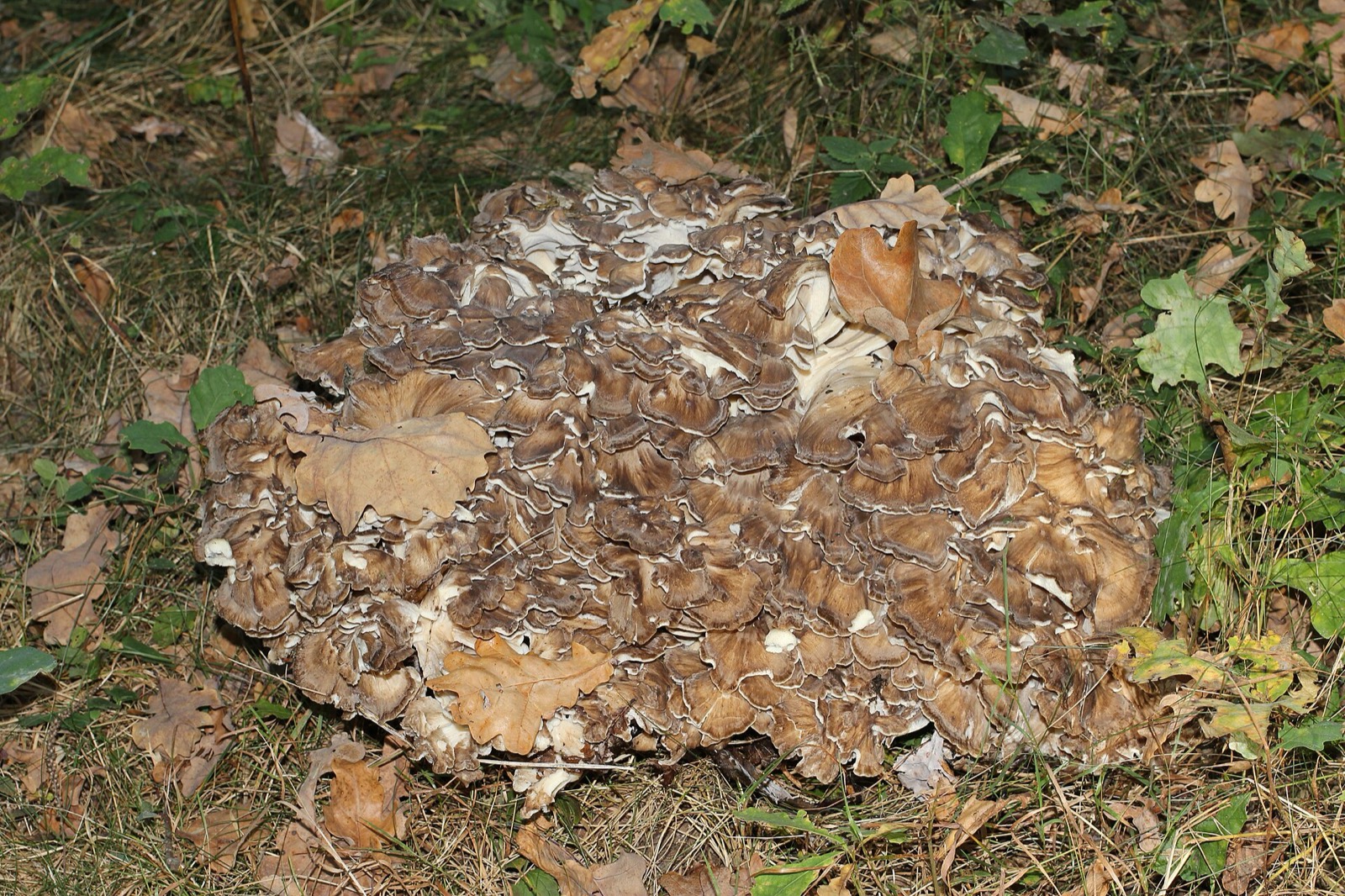 A large rosette of overlapping grey-brown fan-shaped mushroom caps at the base of a tree trunk