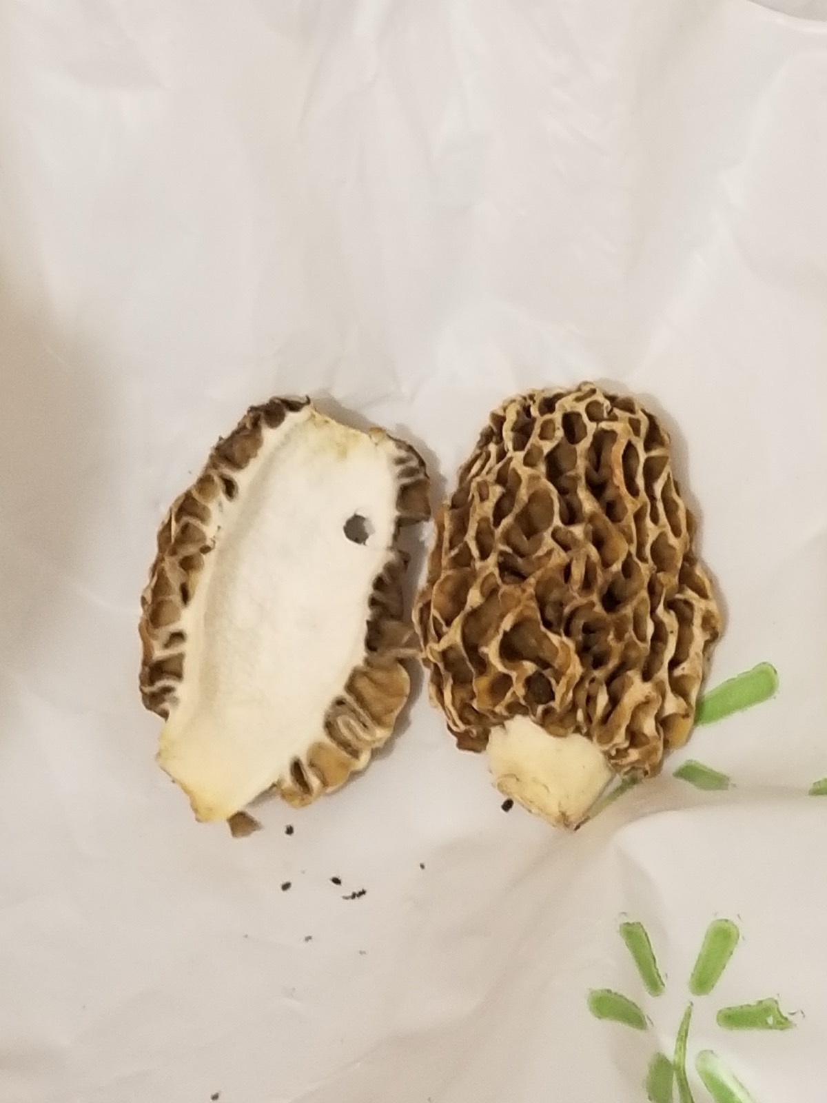 Two honeycombed tan morel mushrooms standing in green spring undergrowth