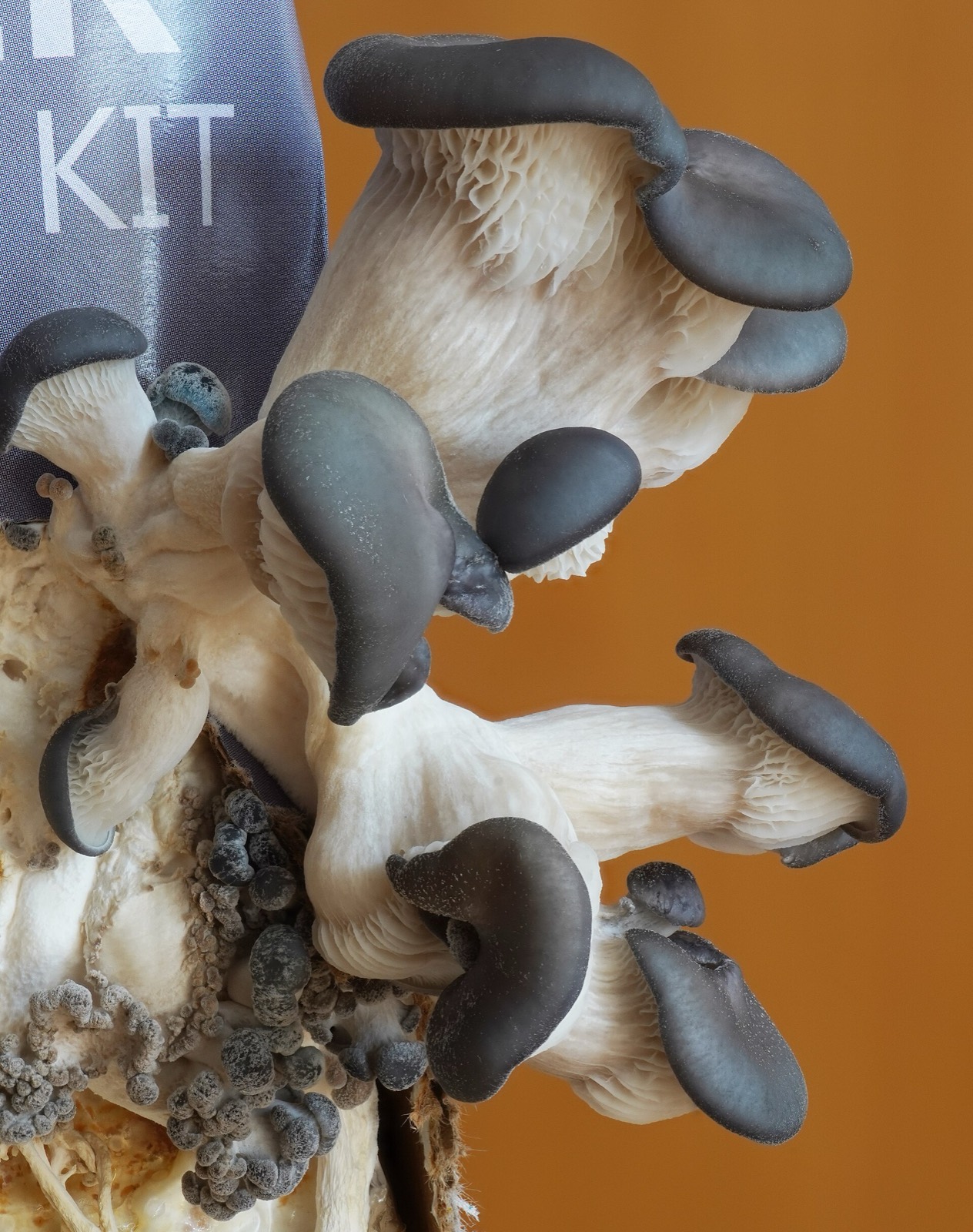 Overlapping pale oyster mushroom caps growing in a shelf from a dead trunk