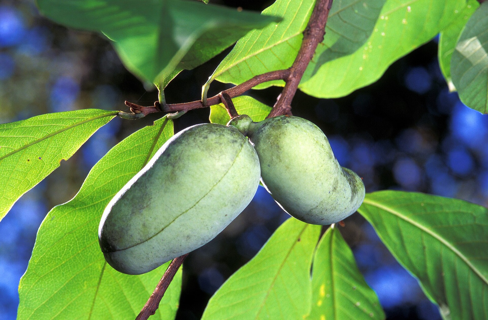 Green oblong pawpaw fruits, one cut open to show yellow flesh and large dark seeds