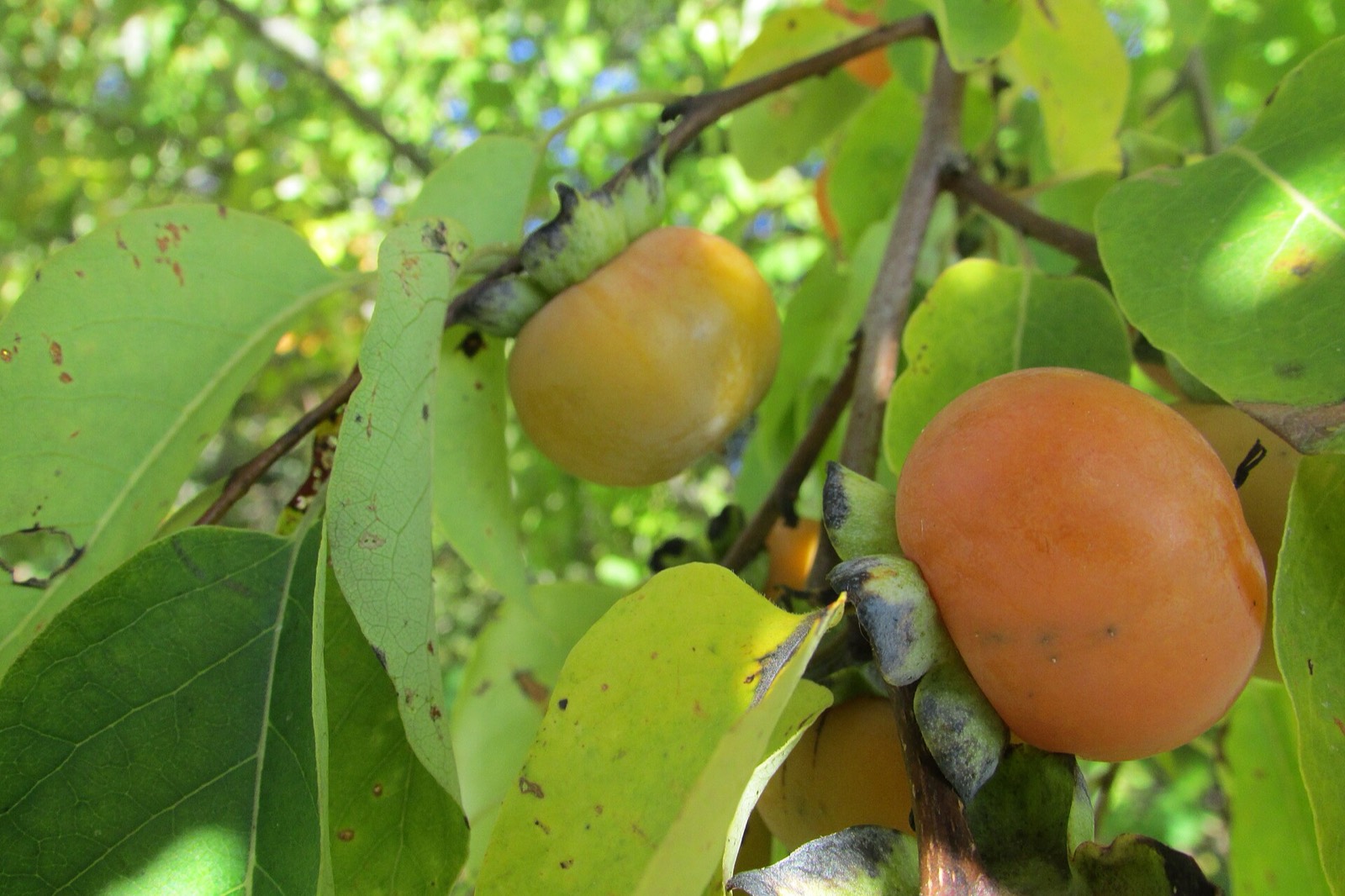 Round orange American persimmon fruits hanging on a bare branch