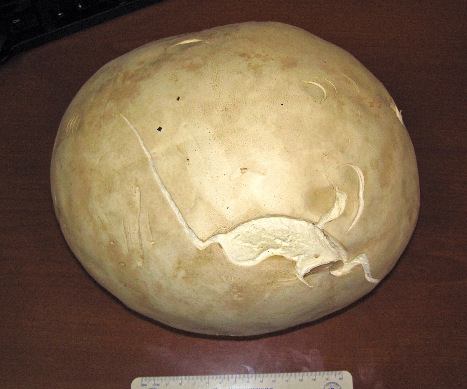 A large round white giant puffball sitting on grass