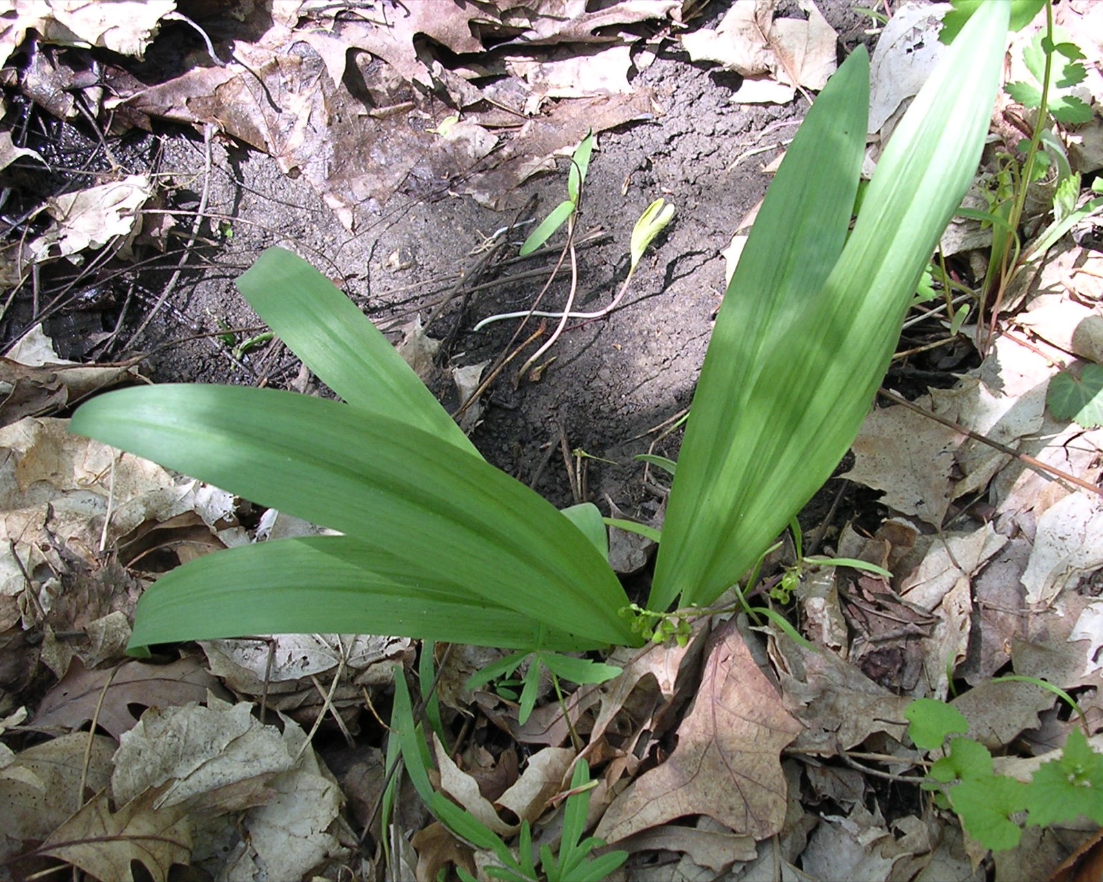 A dense patch of broad green ramp leaves emerging from brown leaf litter on a woodland floor