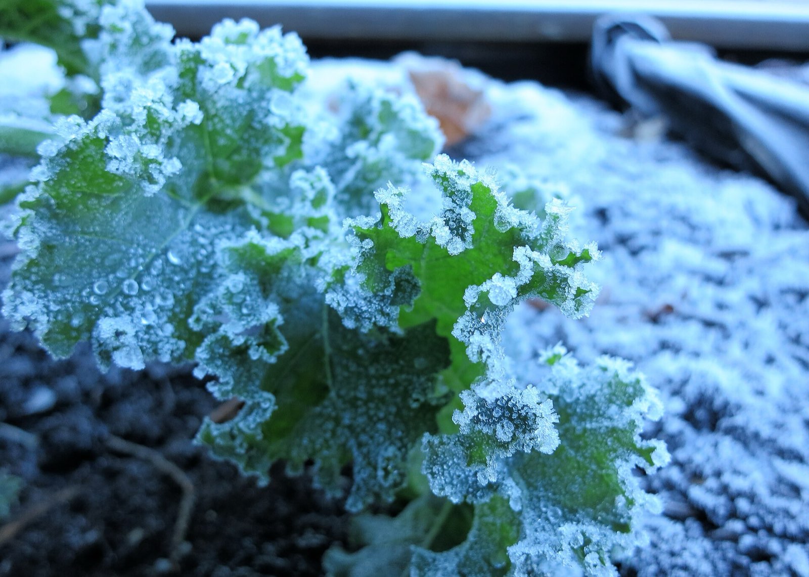 Kale leaves rimmed with frost, still growing