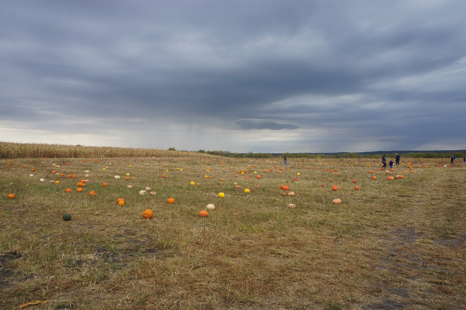 Pumpkin field under a brooding autumn sky