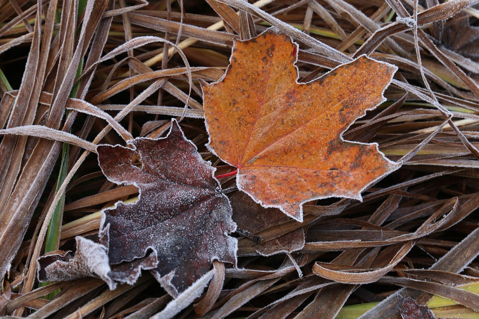 Hoarfrost on fallen autumn leaves