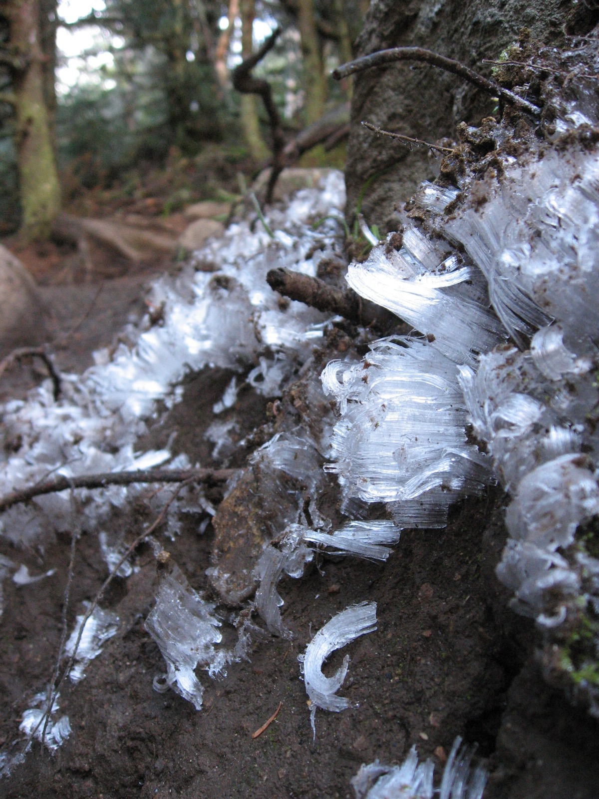 Curling white blades of ice growing out of a bare soil bank in a forest, each blade carrying a cap of soil on its end
