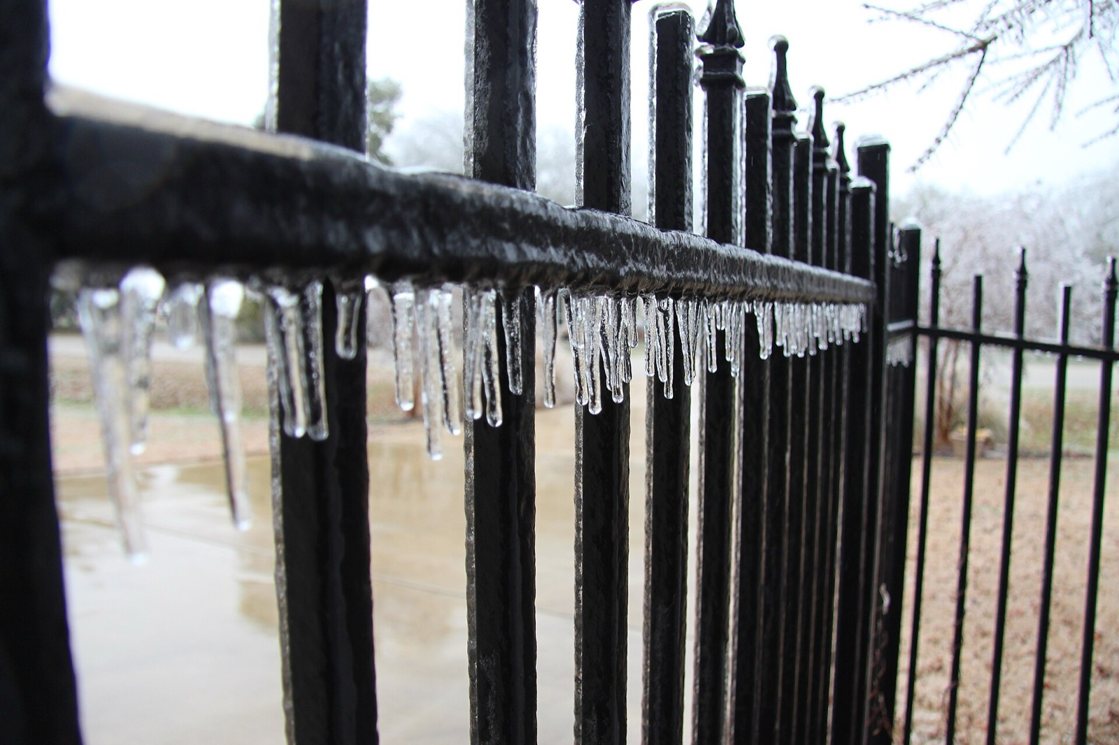 Clear glaze ice and a row of icicles on a black iron fence, with brown dormant winter grass behind it