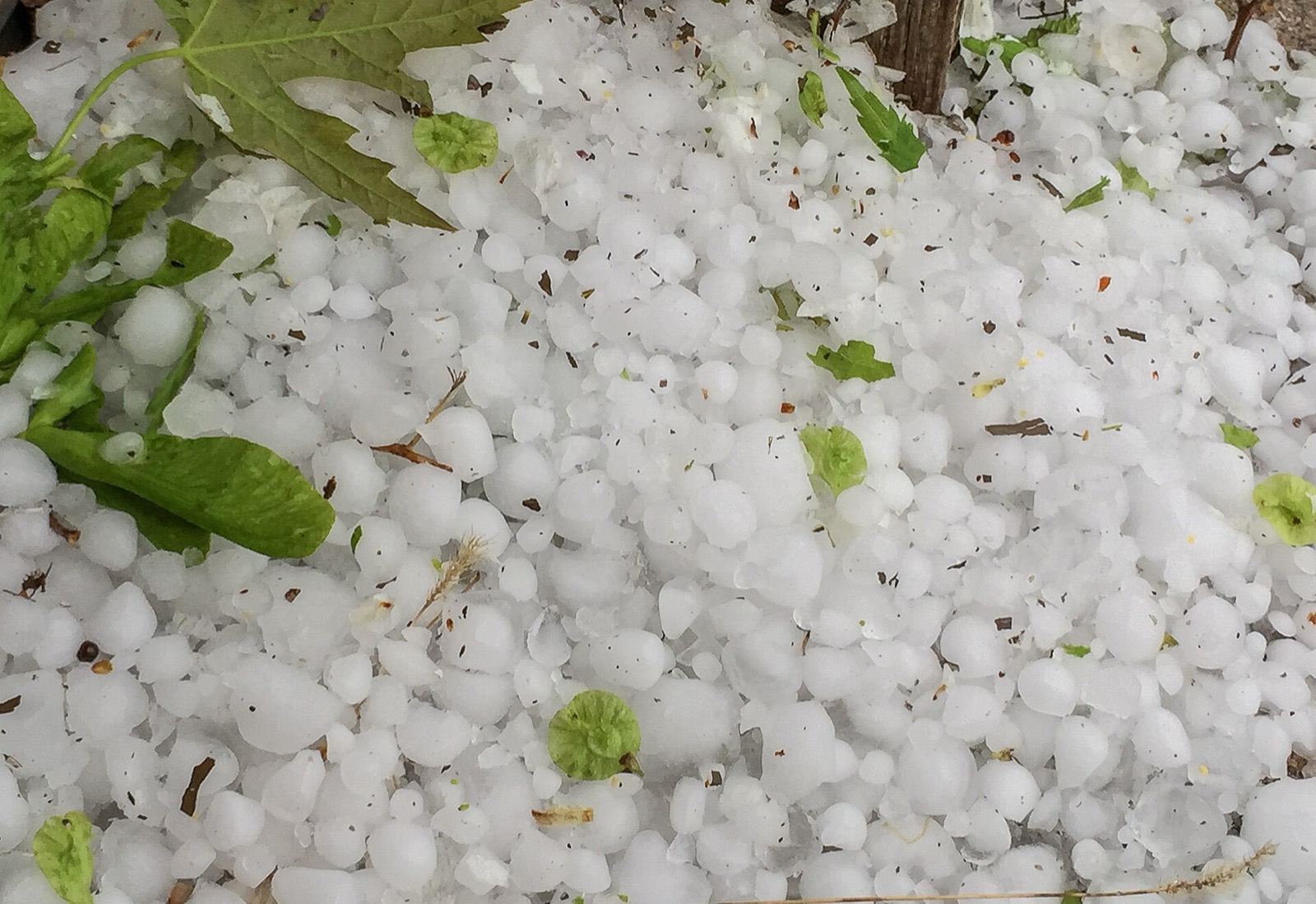 A dense layer of small white hailstones on the ground with green maple leaves and maple seeds knocked down on top of them