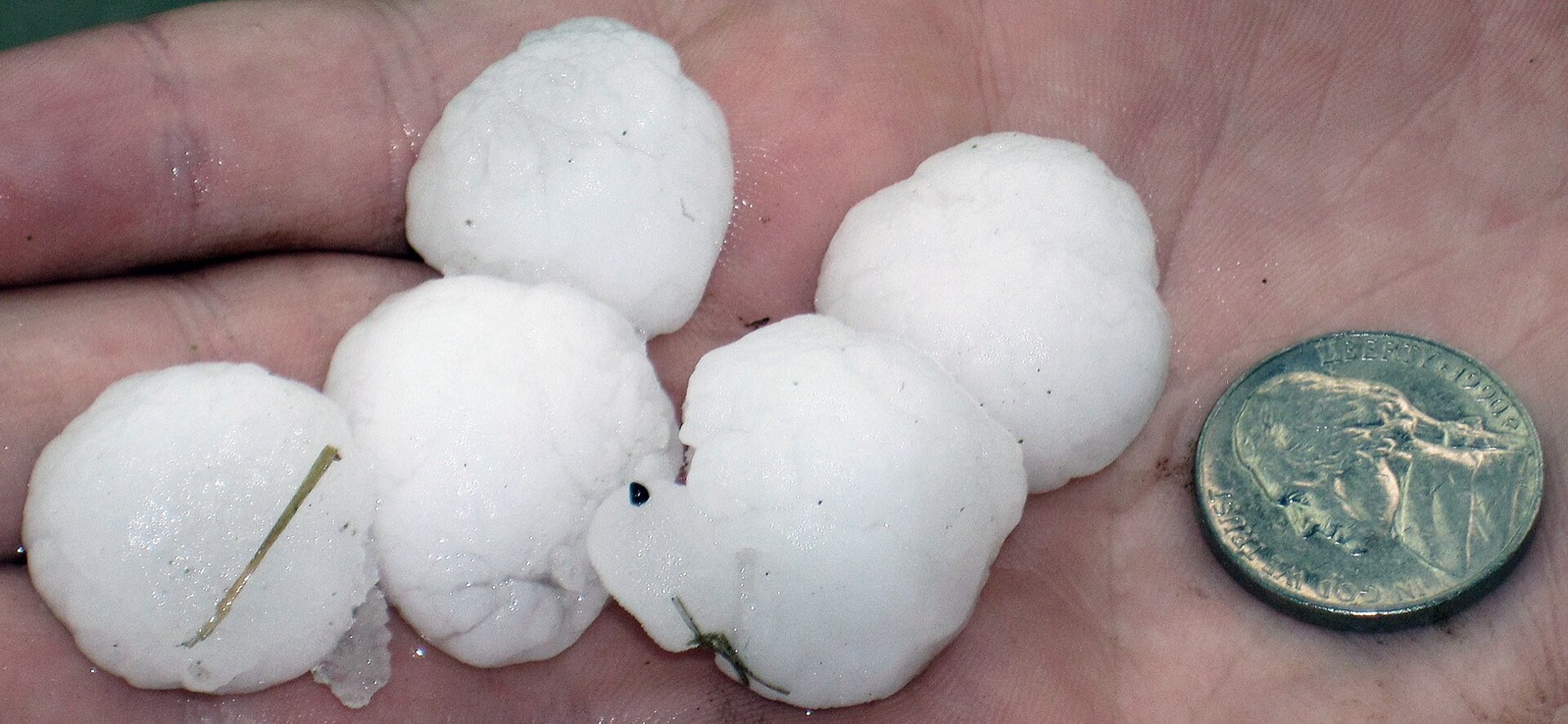 Five wet white hailstones resting in an open palm with a US nickel laid beside them for scale, a pine needle frozen into one of them