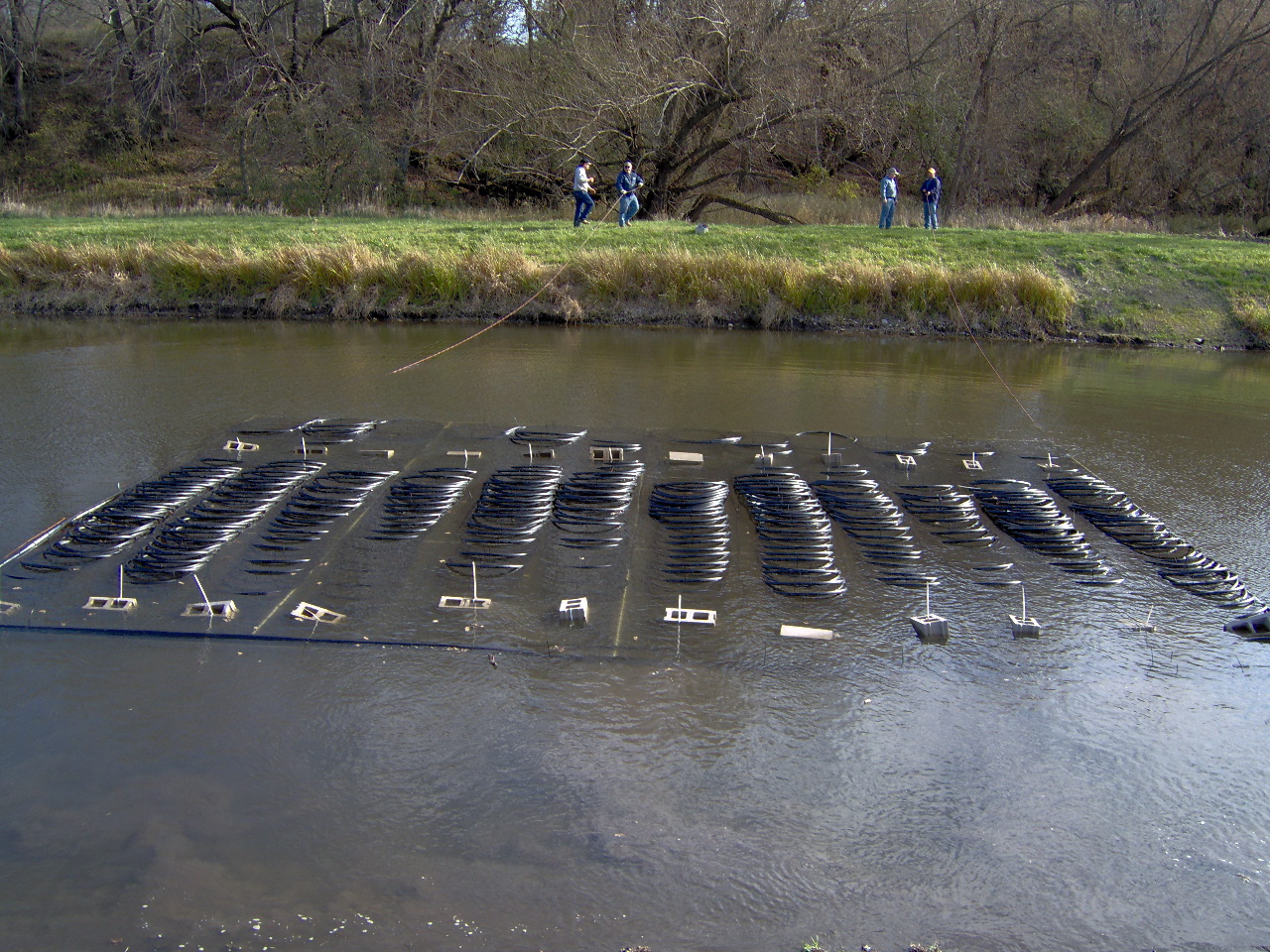A wide grid of coiled black pipe weighted down with concrete blocks, half submerged and sinking to the bottom of a pond, with four small distant figures paying out rope from the grass bank above