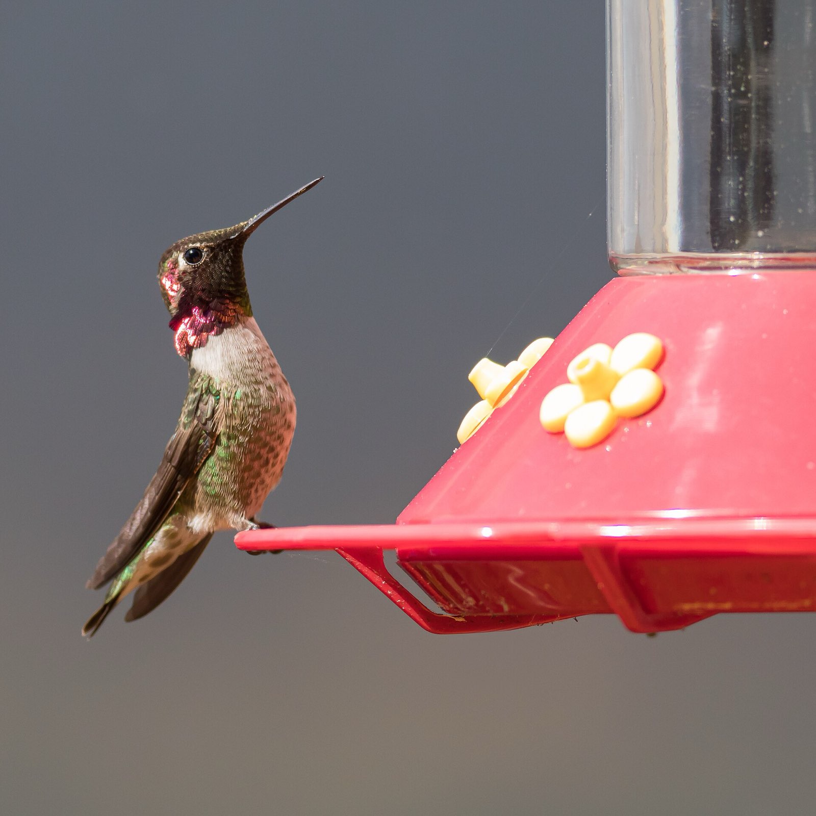 Male Anna's hummingbird perched at a feeder, rose-pink gorget catching the light