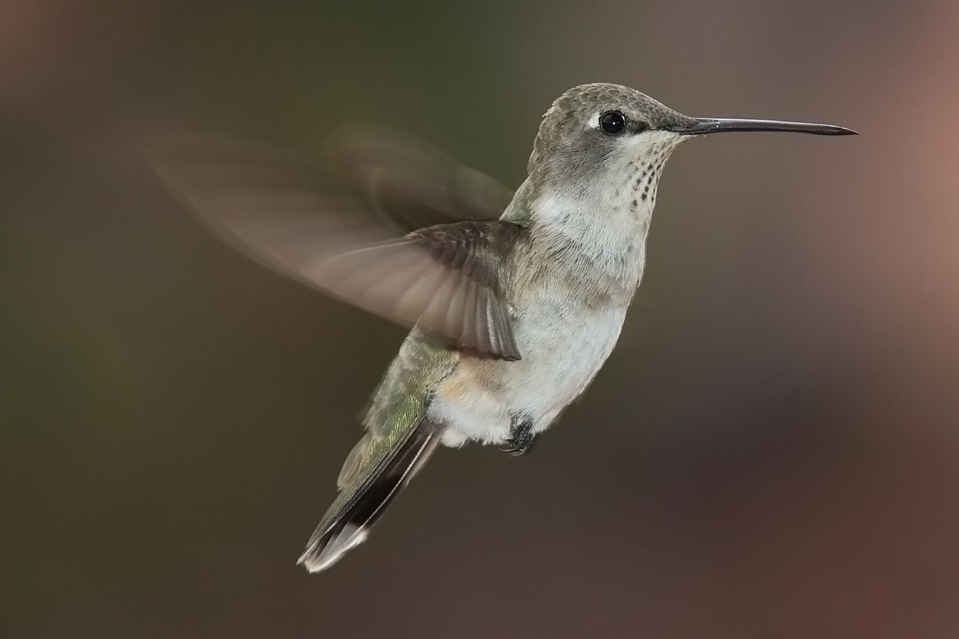Black-chinned hummingbird hovering
