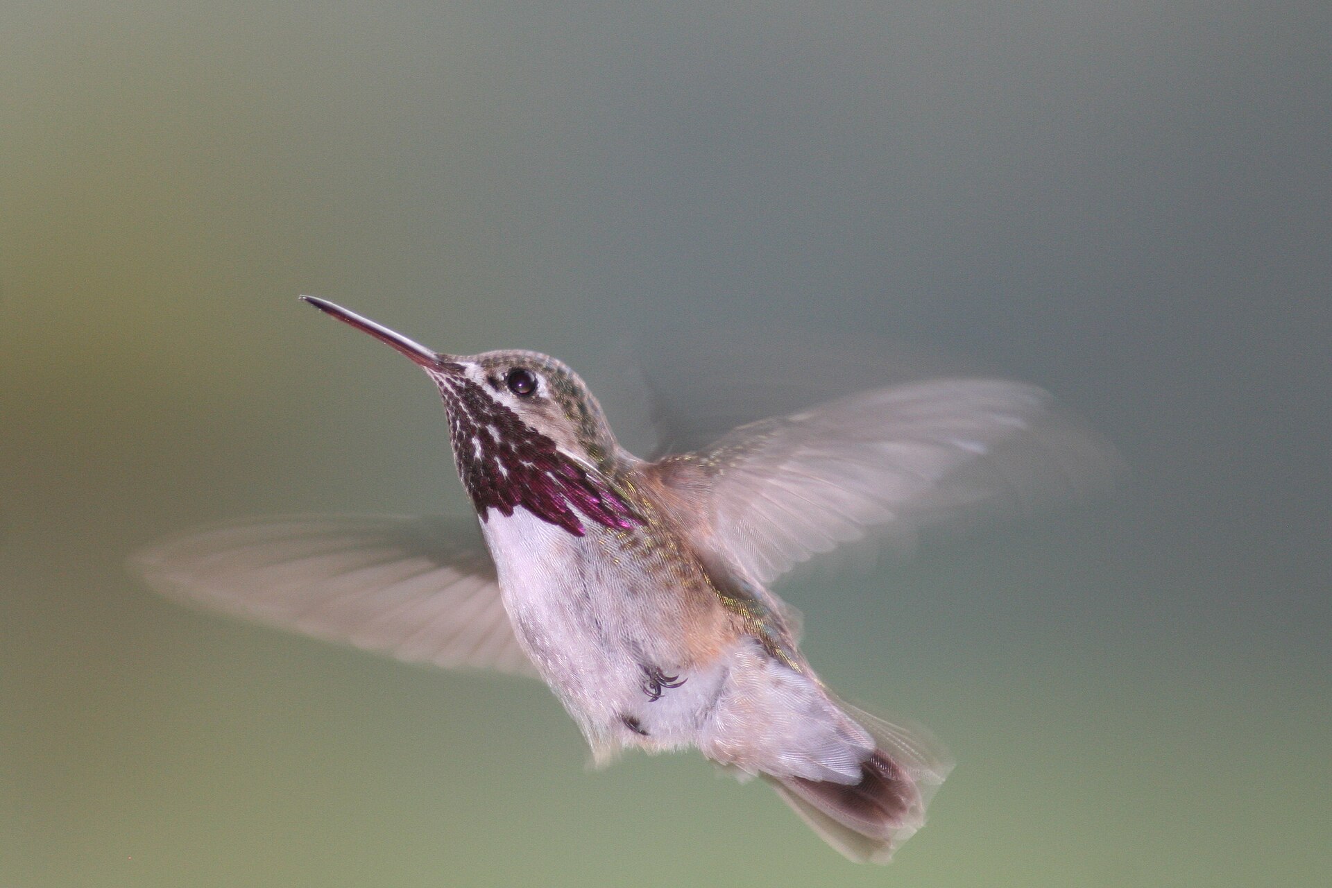 Calliope hummingbird hovering, streaked magenta gorget visible