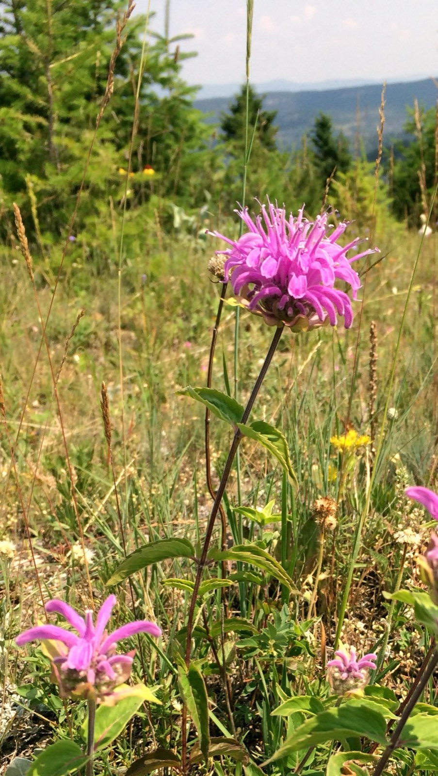 Wild bergamot (bee balm) blooming at a meadow edge