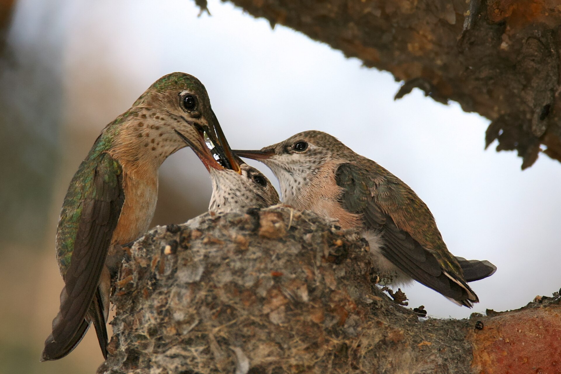 Female calliope hummingbird feeding two chicks in a lichen-covered nest