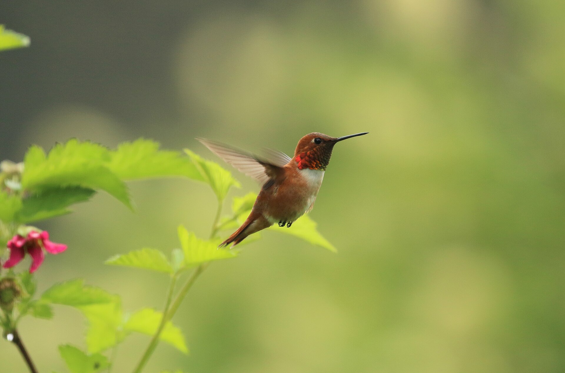Male rufous hummingbird — the feisty long-distance champion of western migration