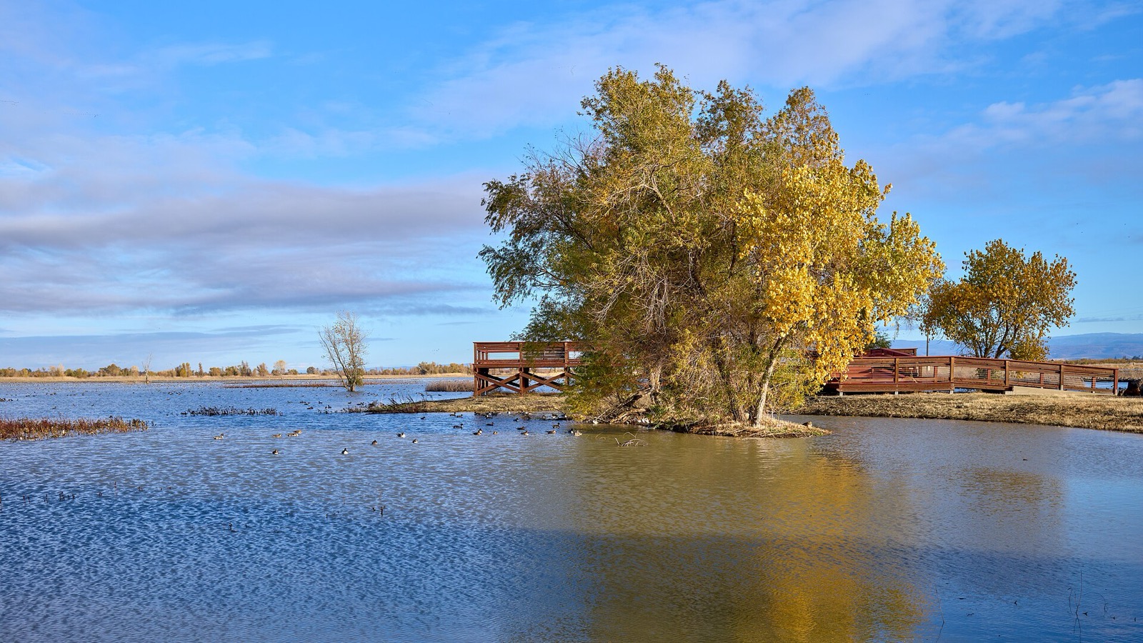 A wide shallow wetland on a clear November morning, ducks scattered across the open water, a cottonwood in yellow leaf on a small island beside a low wooden viewing deck, and a flat brown horizon under a pale blue sky