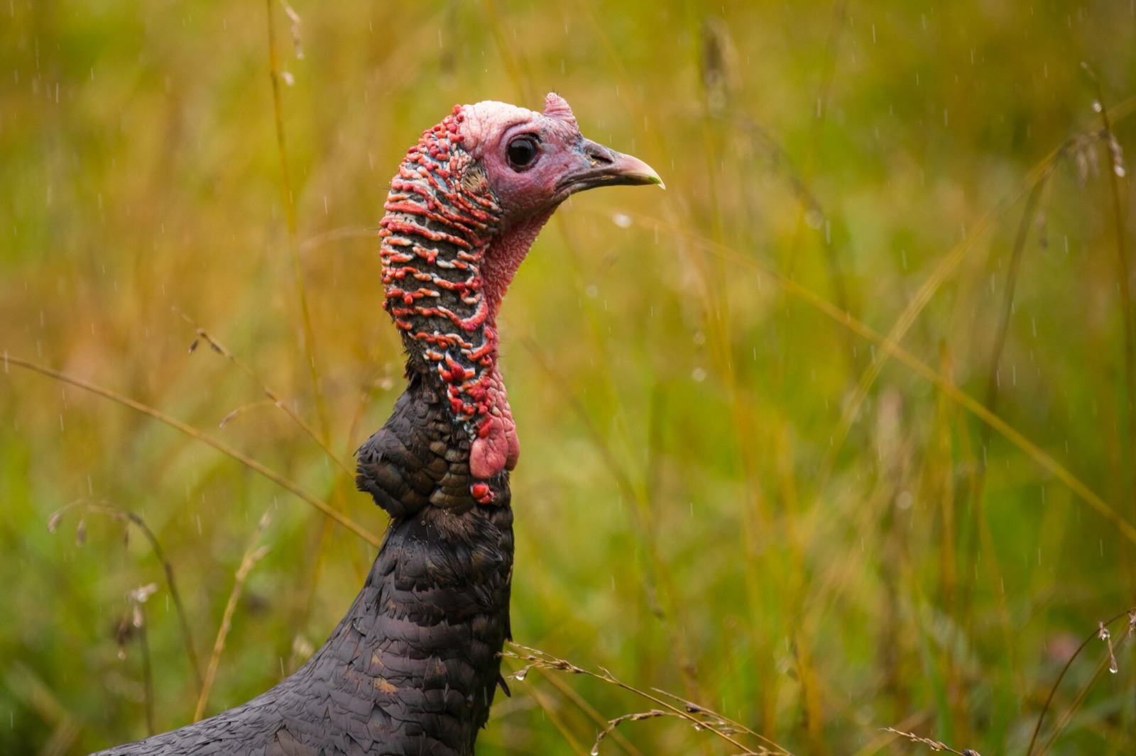 A wild turkey standing in tall yellow grass in light rain, head and neck sharp against a soft green background, wet feathers on its breast