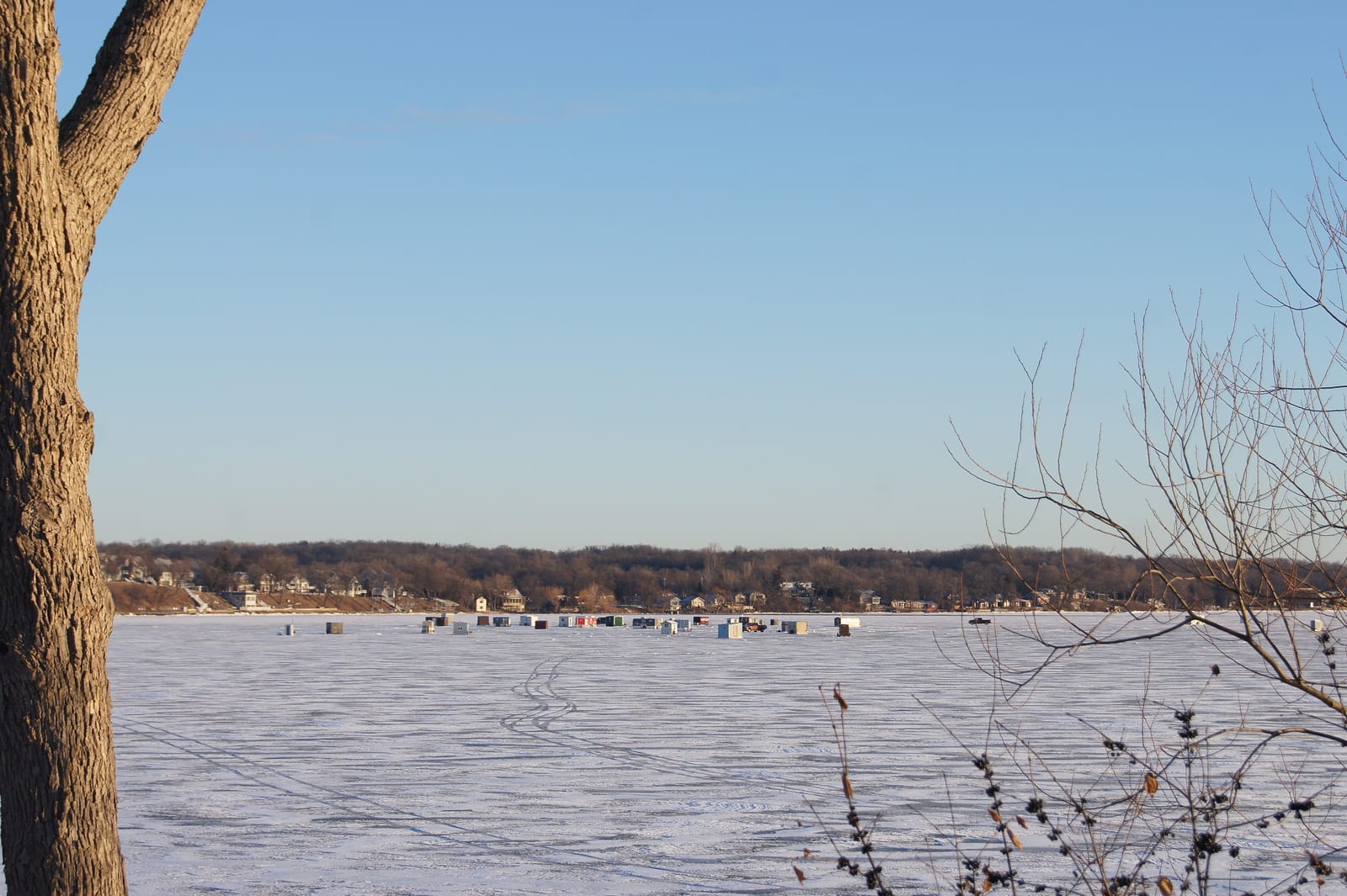 A cluster of about twenty small fish houses parked in a line far out on a snow covered lake, seen from a wooded shore with a bare tree trunk in the near foreground and a town on the far shoreline
