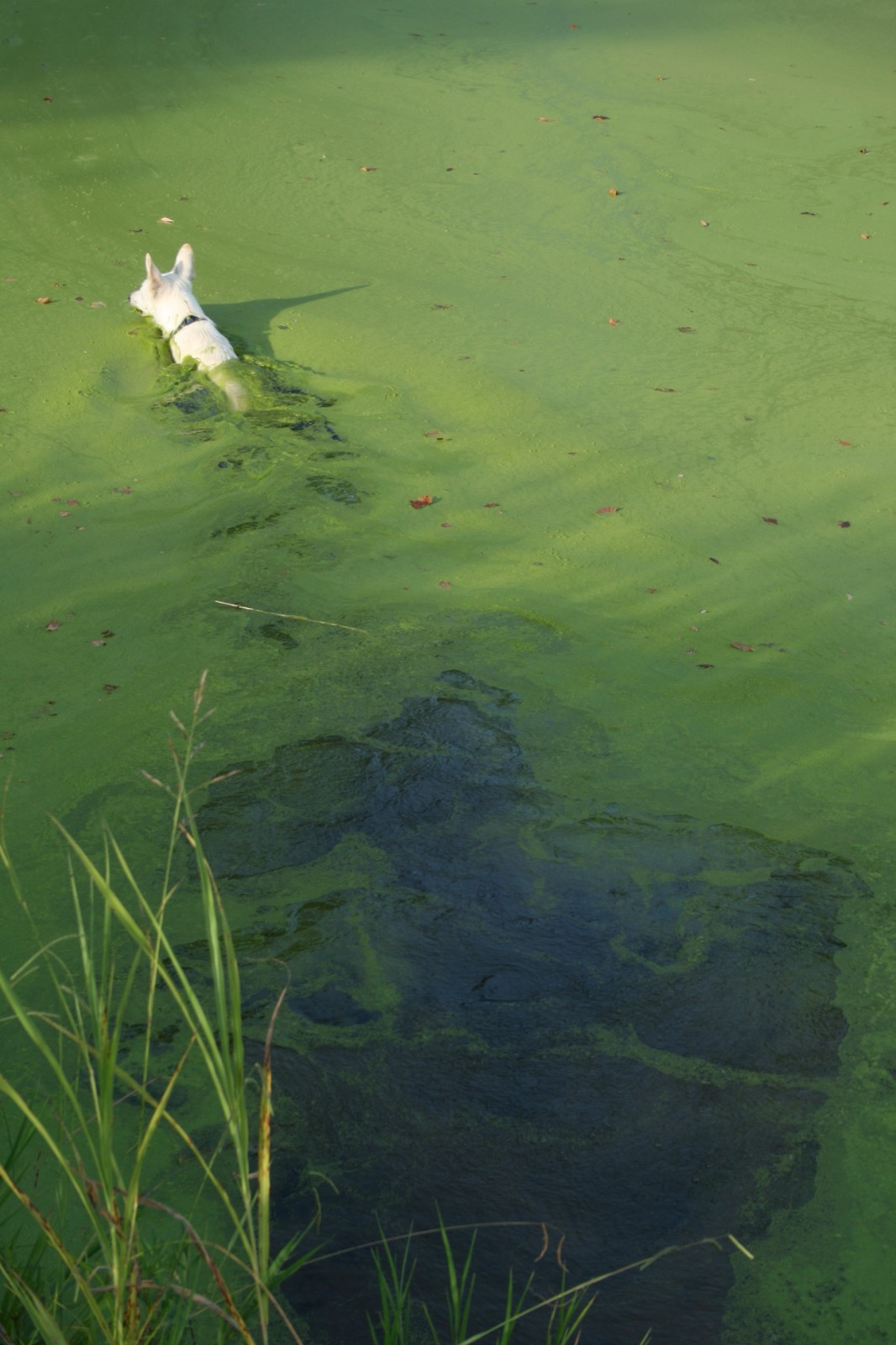 A white German Shepherd swimming through a dense bright green algal bloom on a North Carolina pond