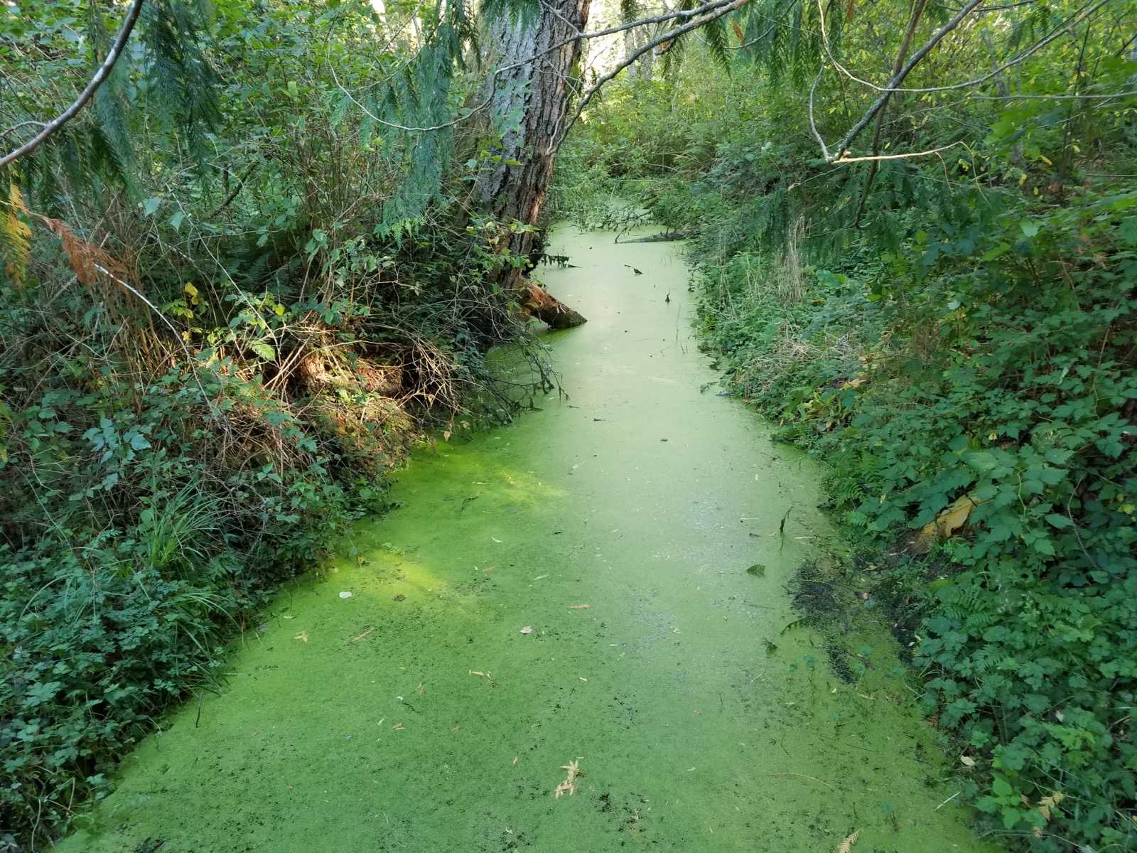 A wooded stream completely covered in bright green cyanobacteria scum near Anderson Lake State Park, Washington