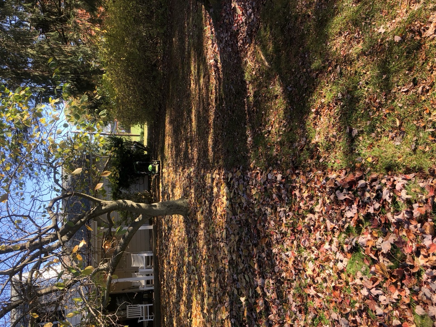 Lawn with fallen leaves, half of them shredded by a mulching mower