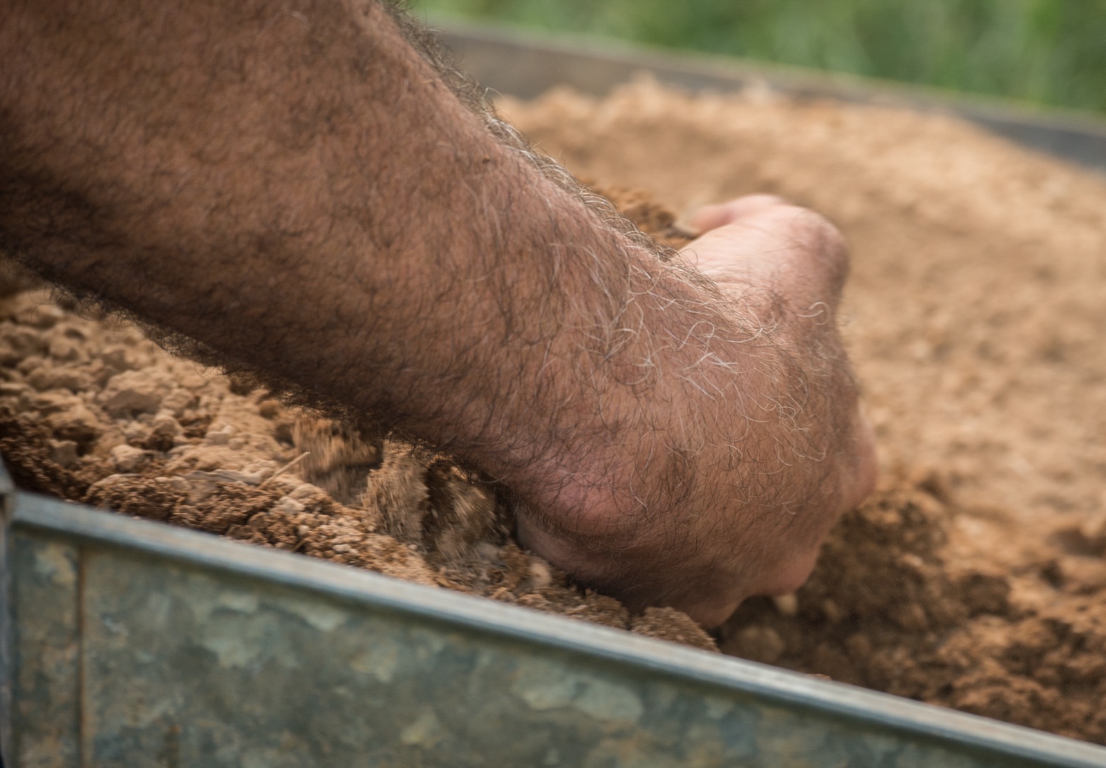 Hand working loose soil in a raised bed