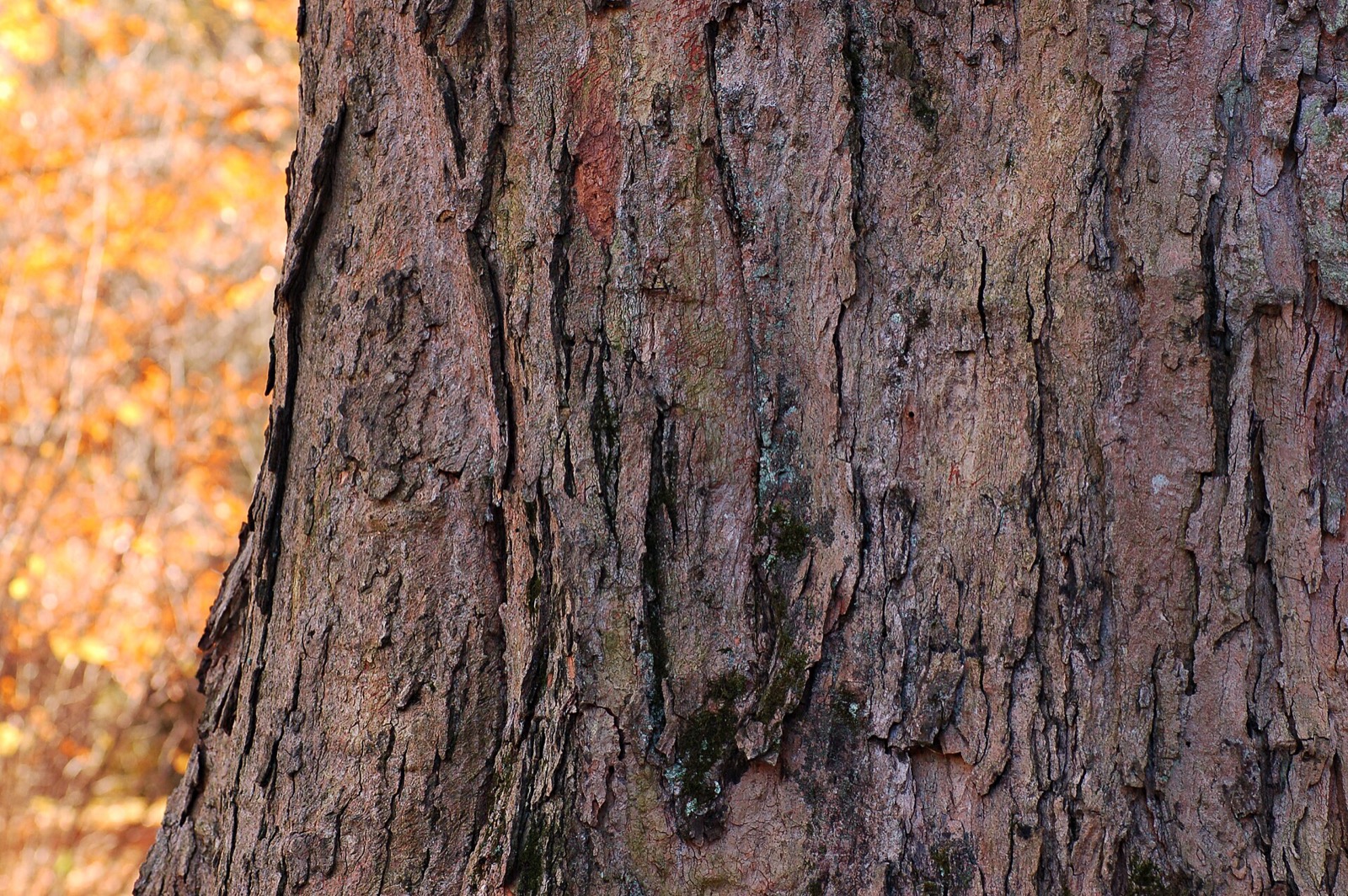 Close-up of the ridged grey-brown bark of a mature sugar maple