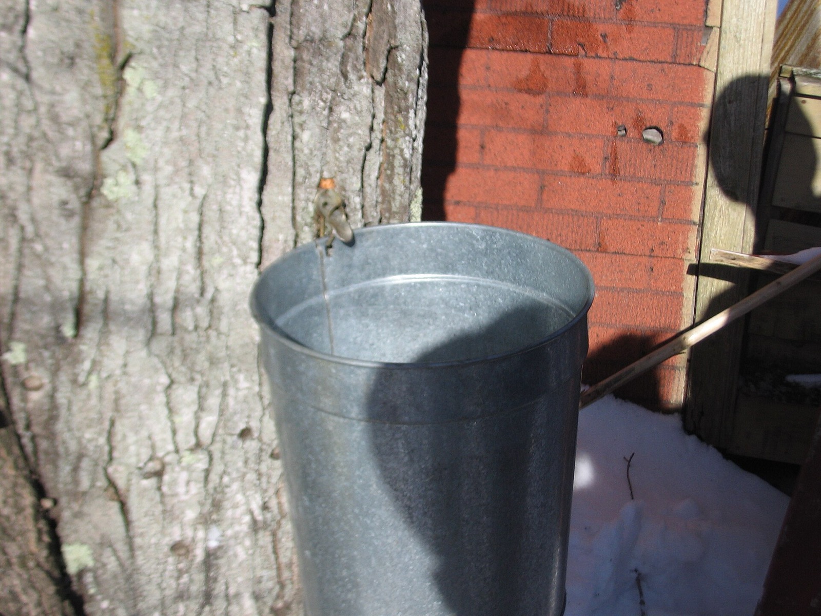 A spile tapped into a maple trunk with a thin stream of sap running into a galvanized bucket