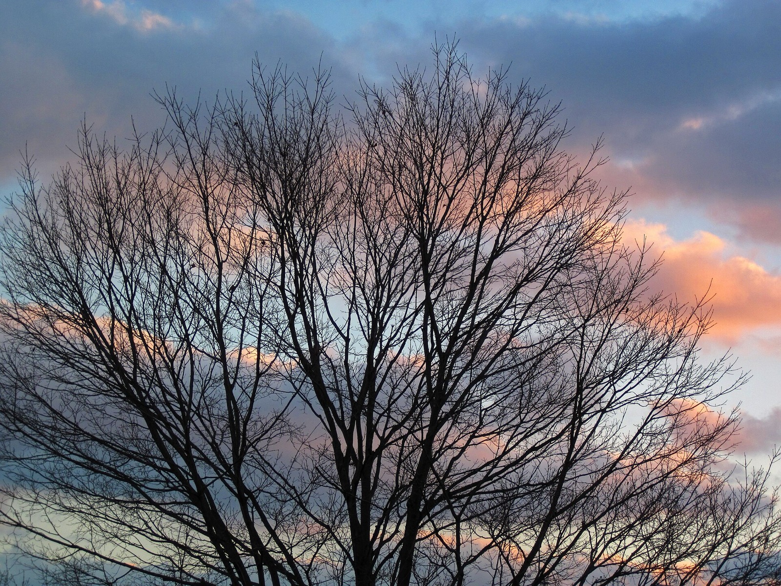 The bare crown of a sugar maple against a pink and blue winter sky