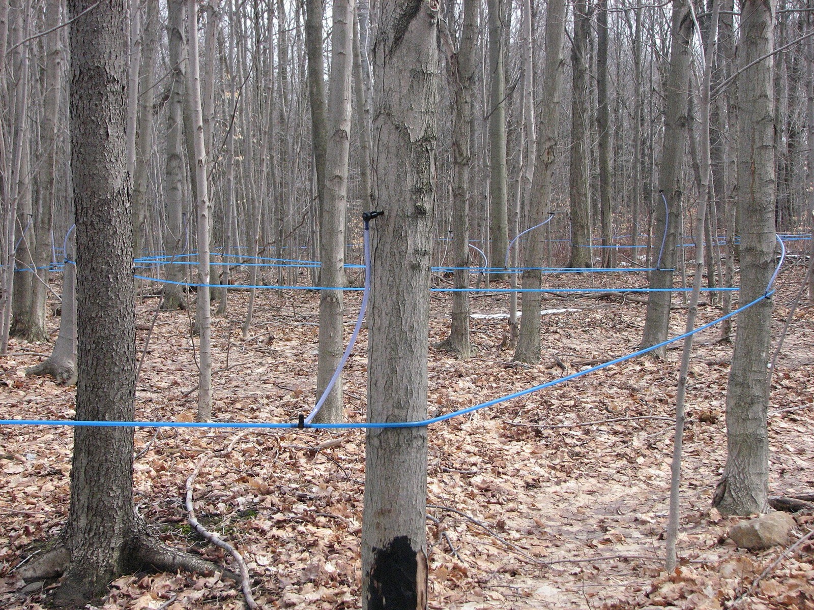 Blue sap tubing strung between bare maples across a leaf-covered forest floor