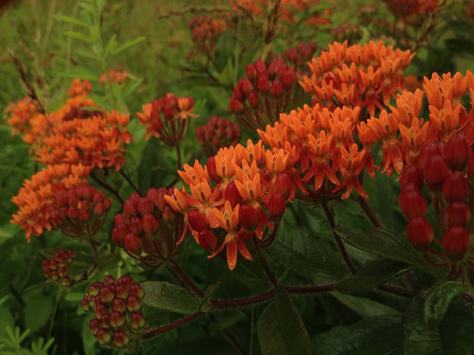 A flat topped cluster of bright orange butterfly milkweed flowers