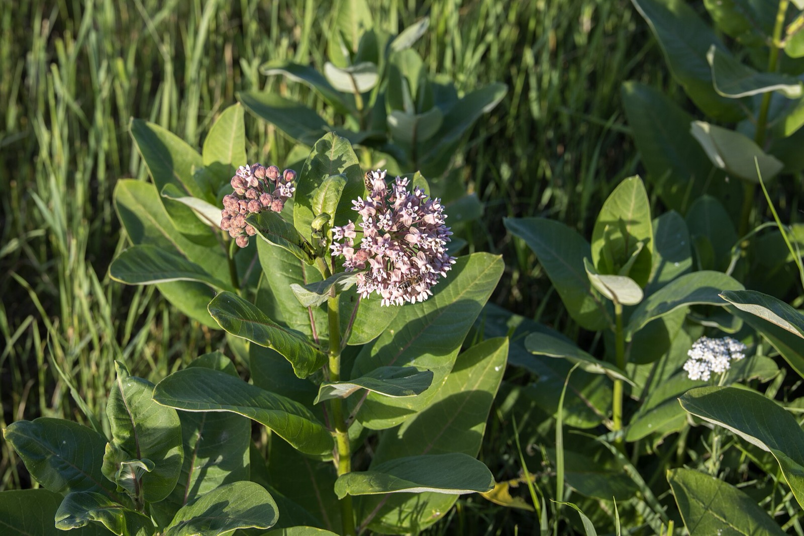 A flowering common milkweed plant with rounded clusters of pink flowers
