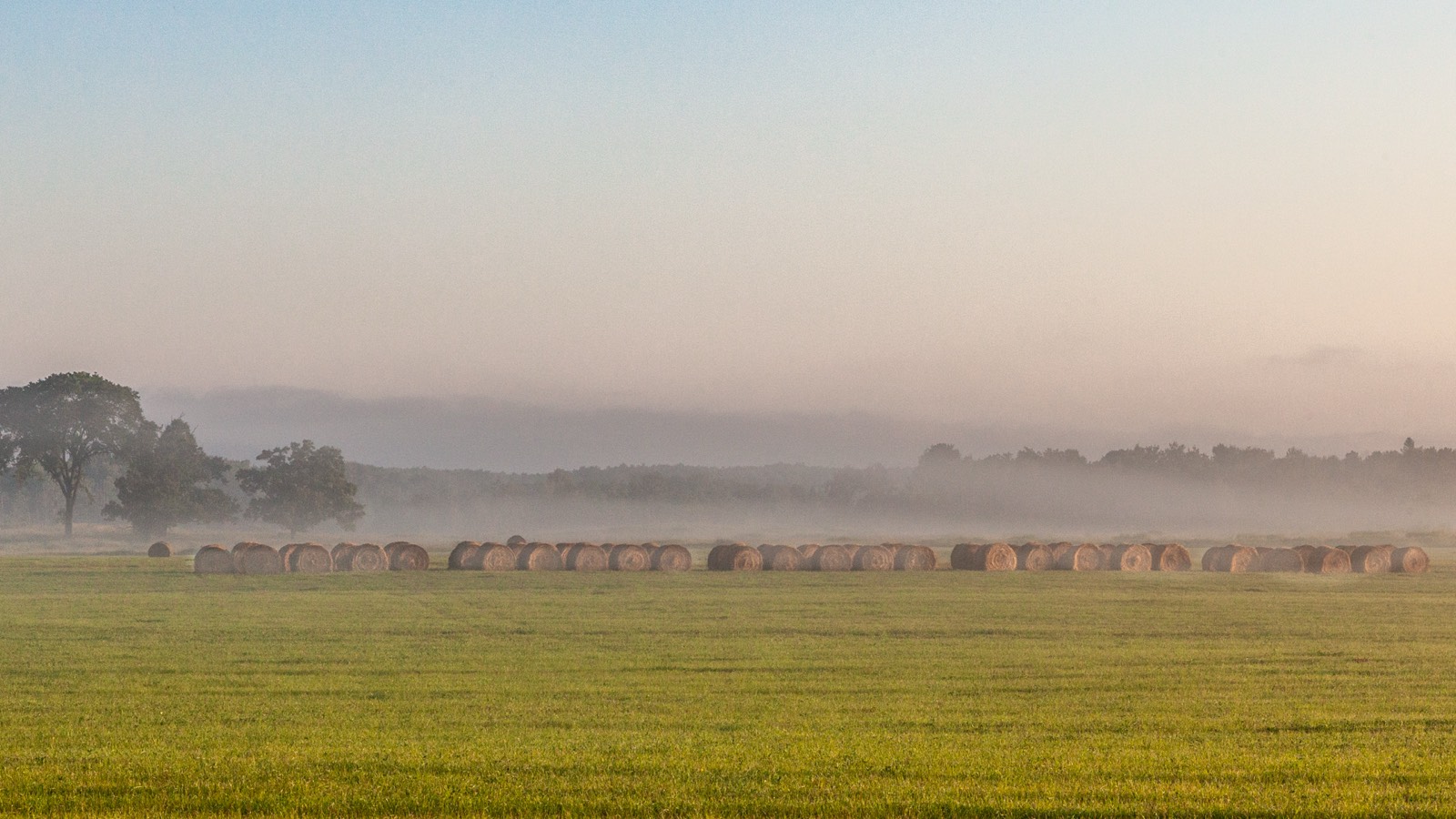 Ground fog lying across a hay field of large round bales at dawn, with a tree line dissolving into the mist behind