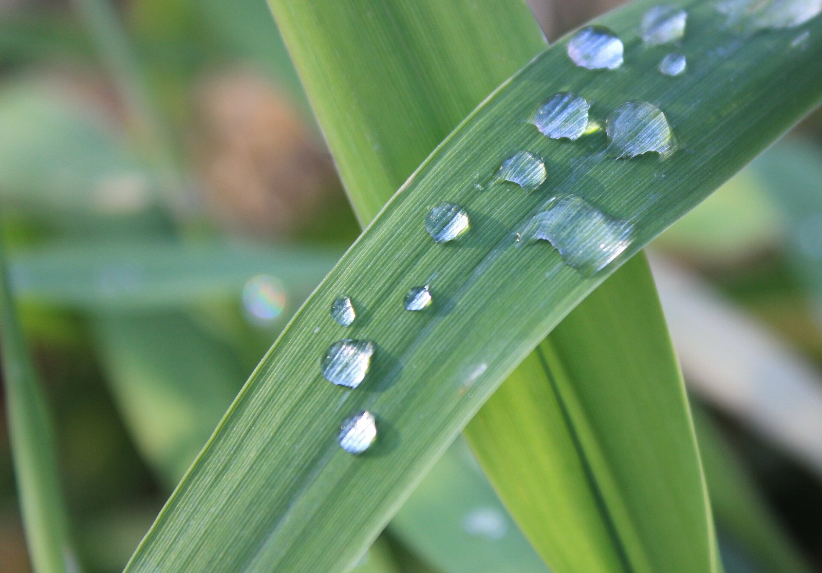 Close view of clear water droplets resting along a blade of green grass in early morning light