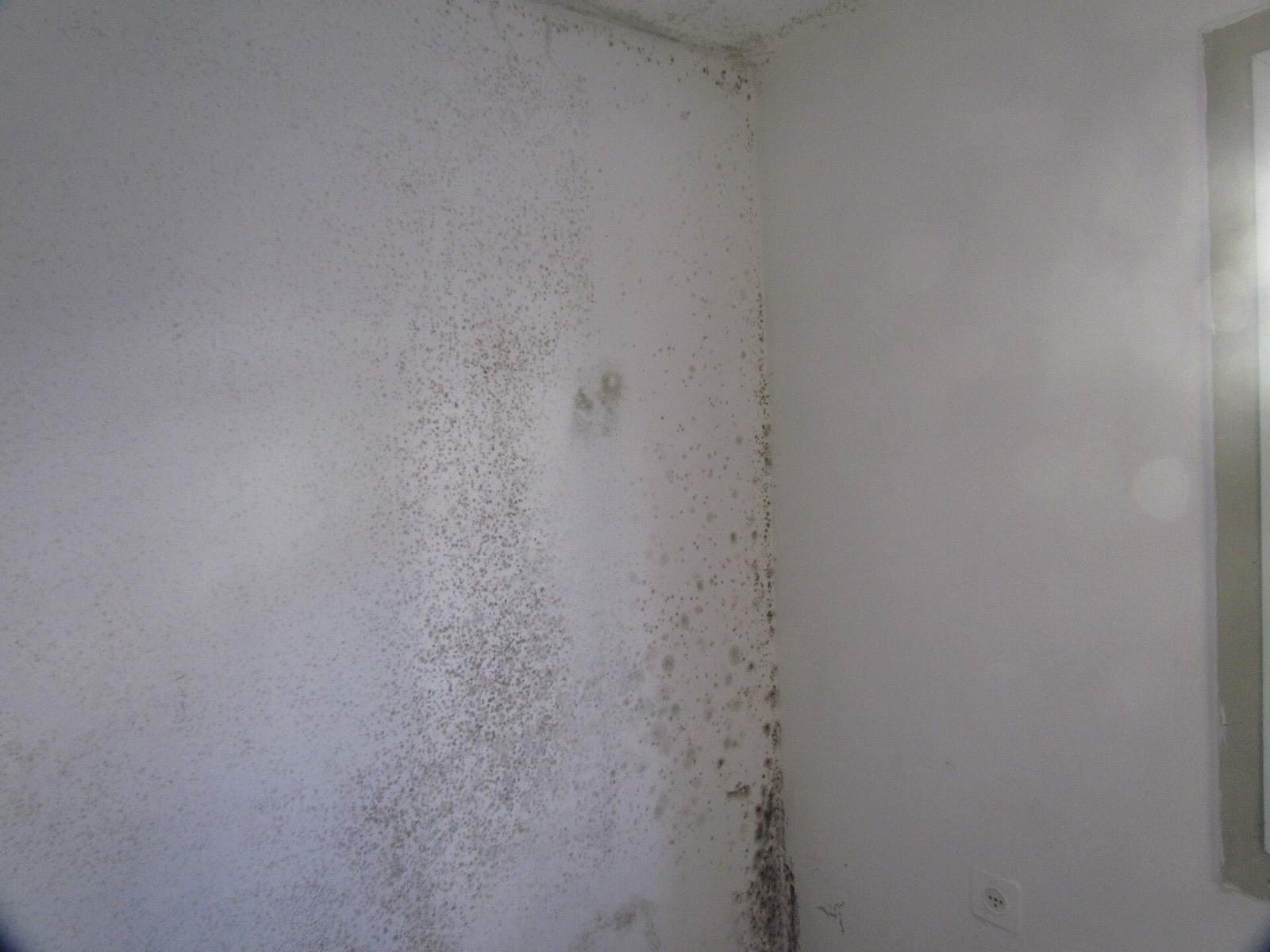 Interior wall of a room with dark mold spreading across the plaster and concentrating in the corner where two exterior walls meet